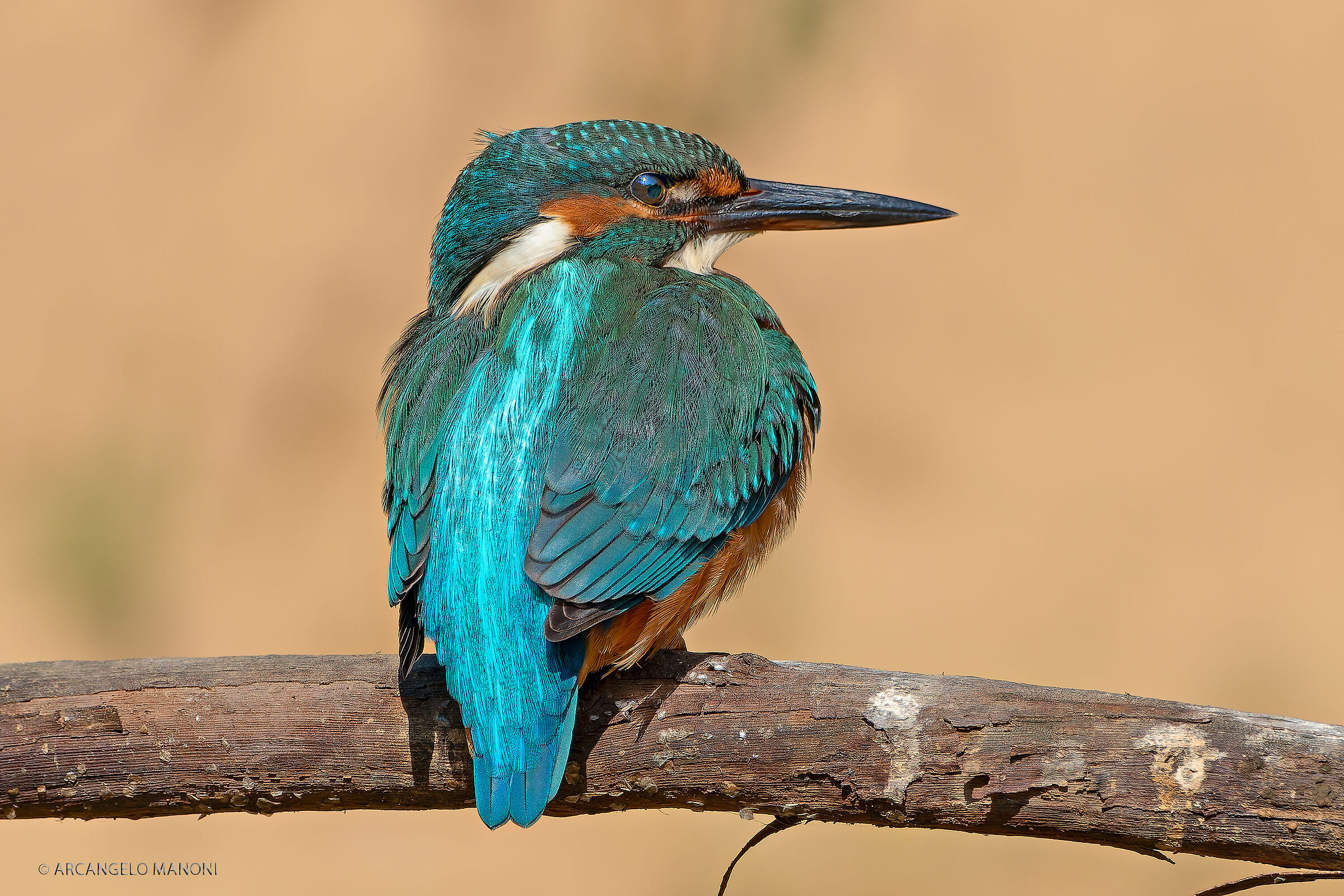 Il profilo del martino