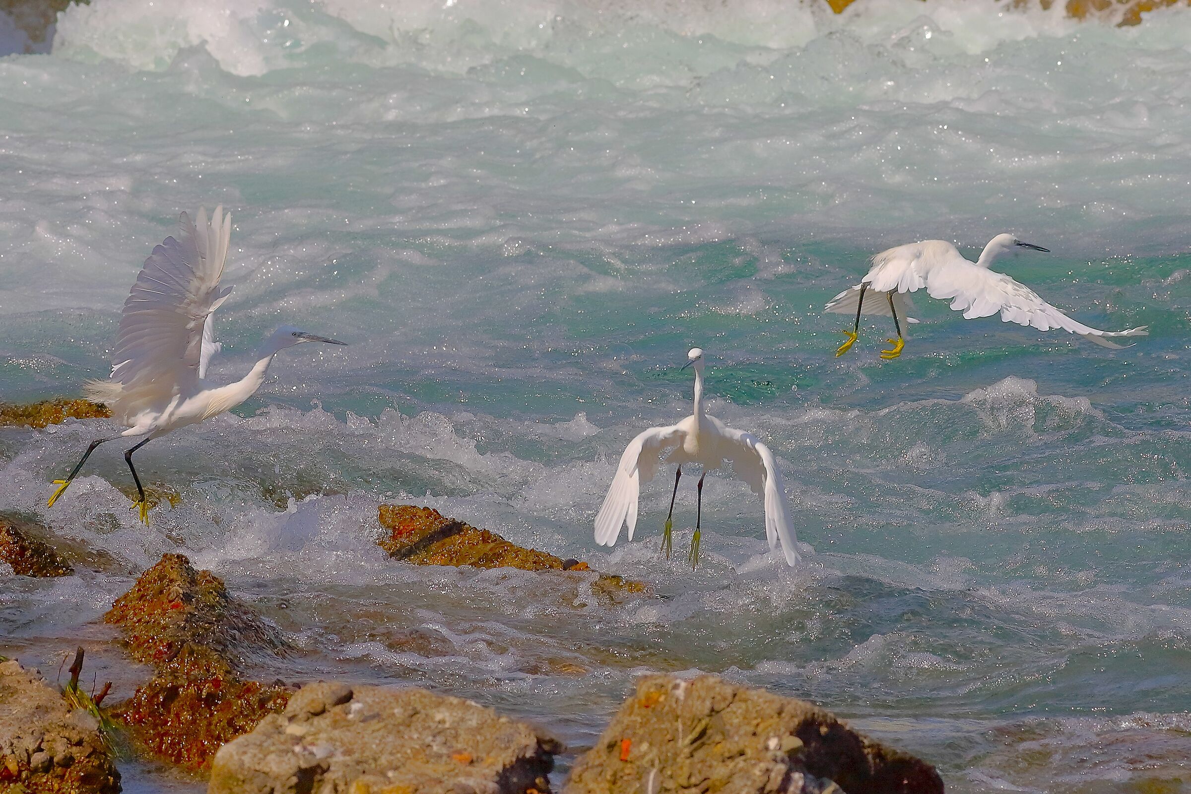 Egrets September 18, 2025 - 0051