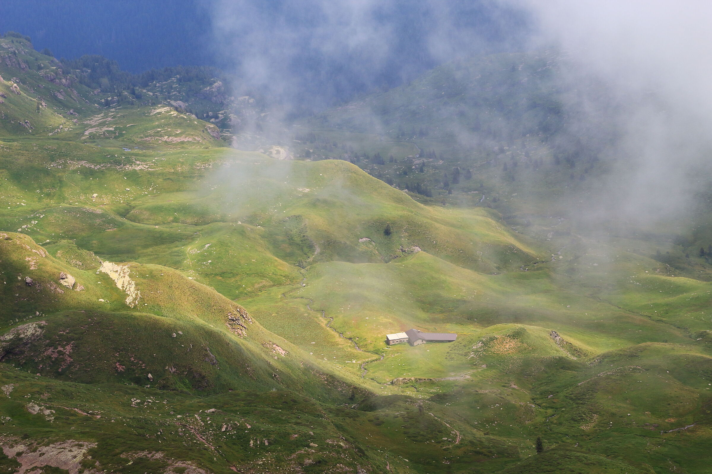 alpine pasture