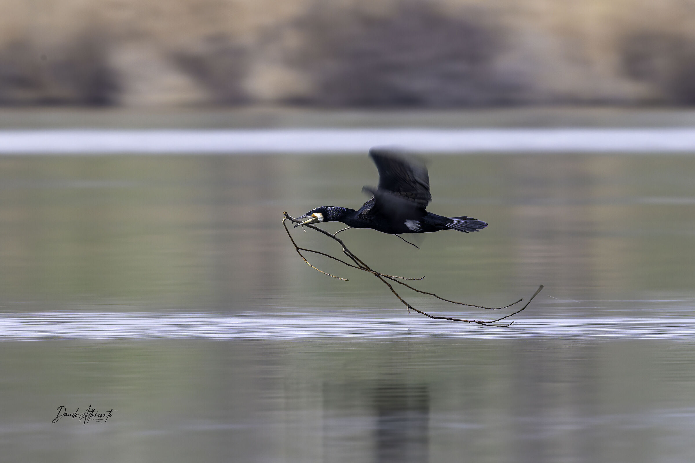 Cormorant