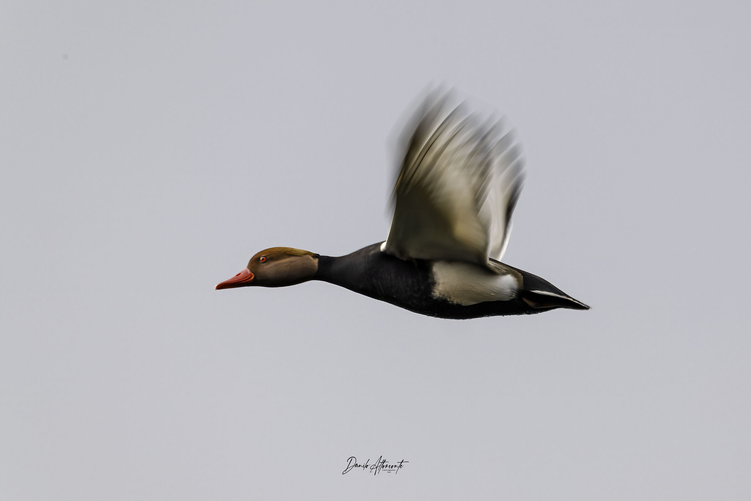 Pochard