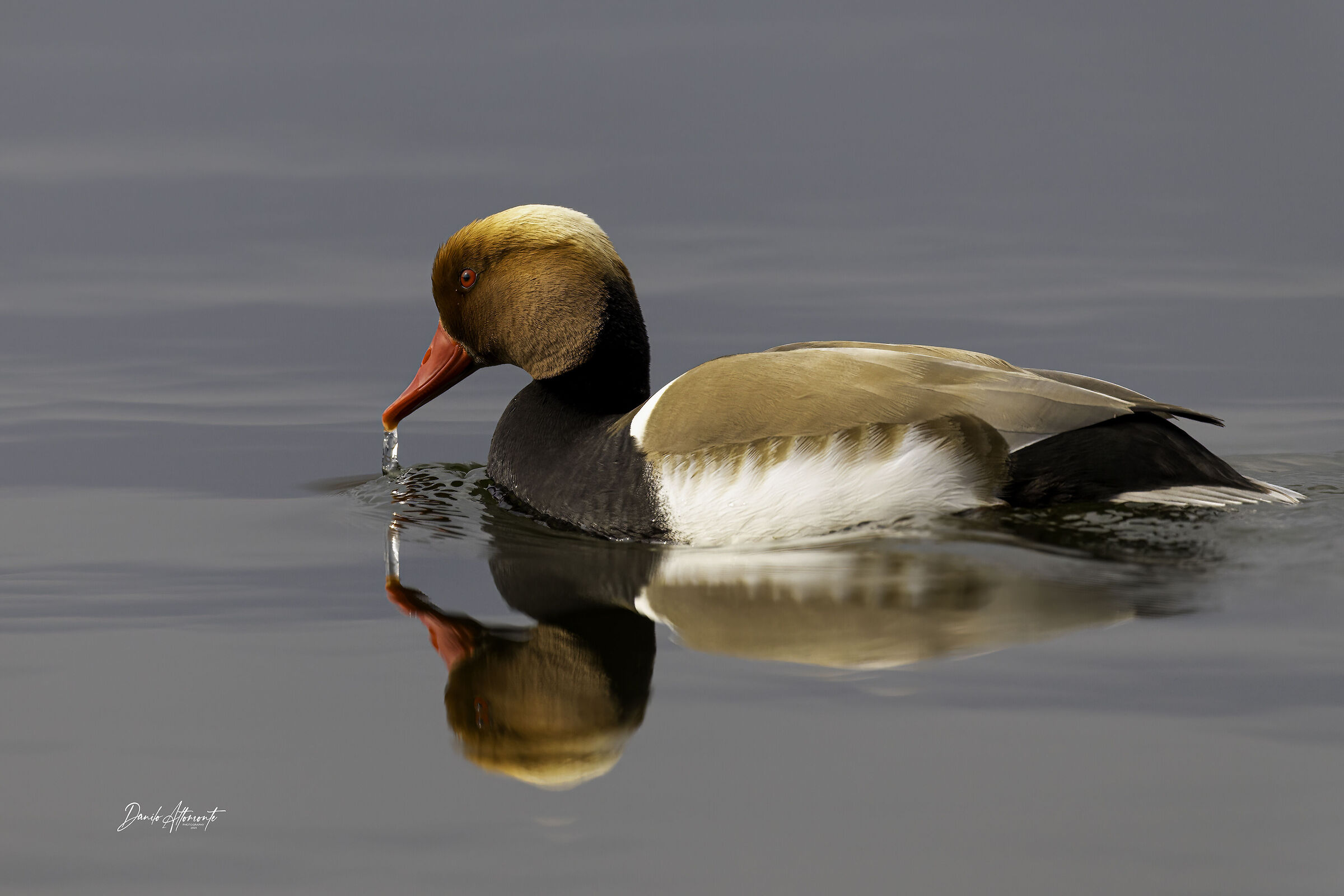 Pochard
