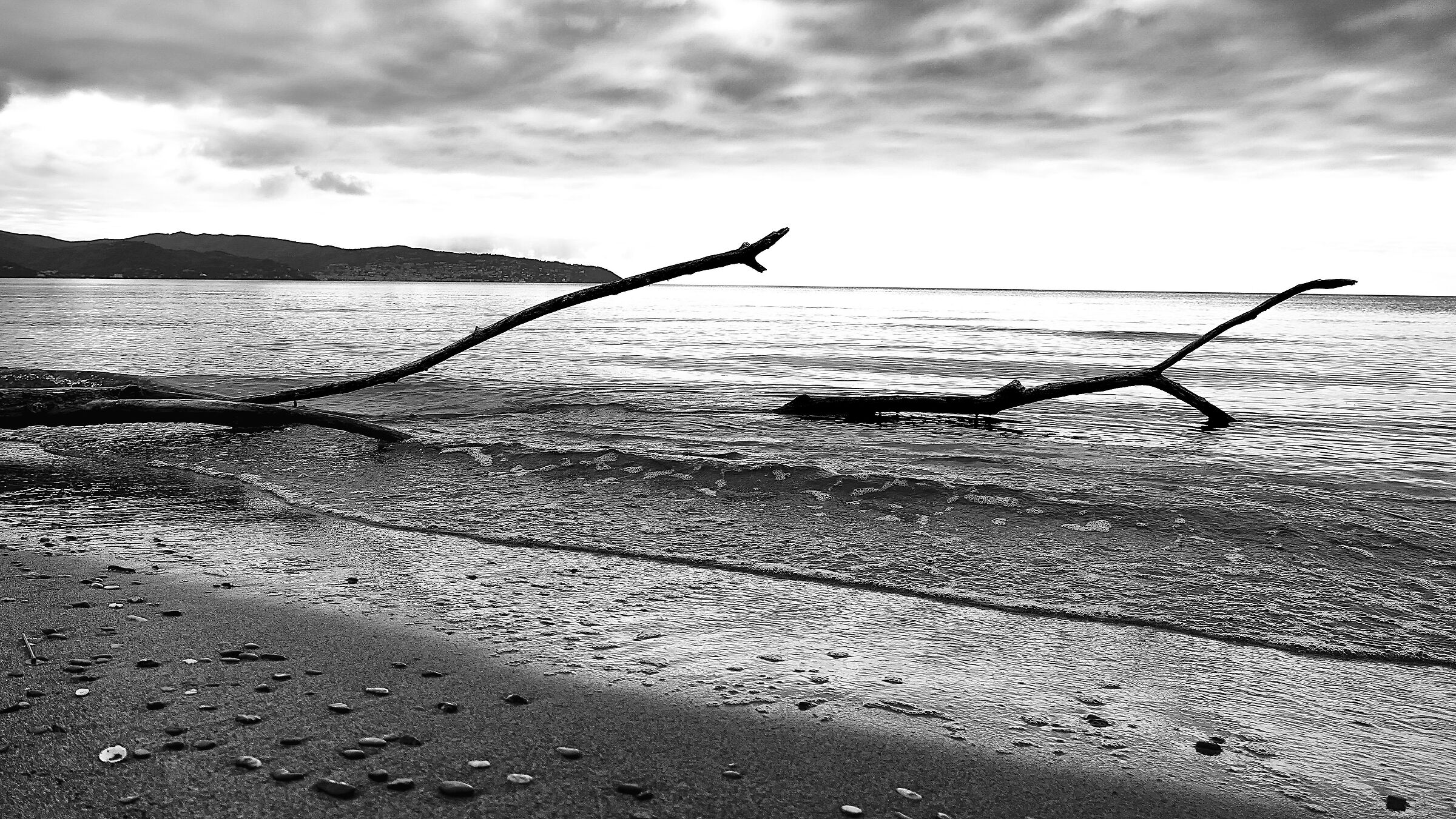 Tree branches on the beach