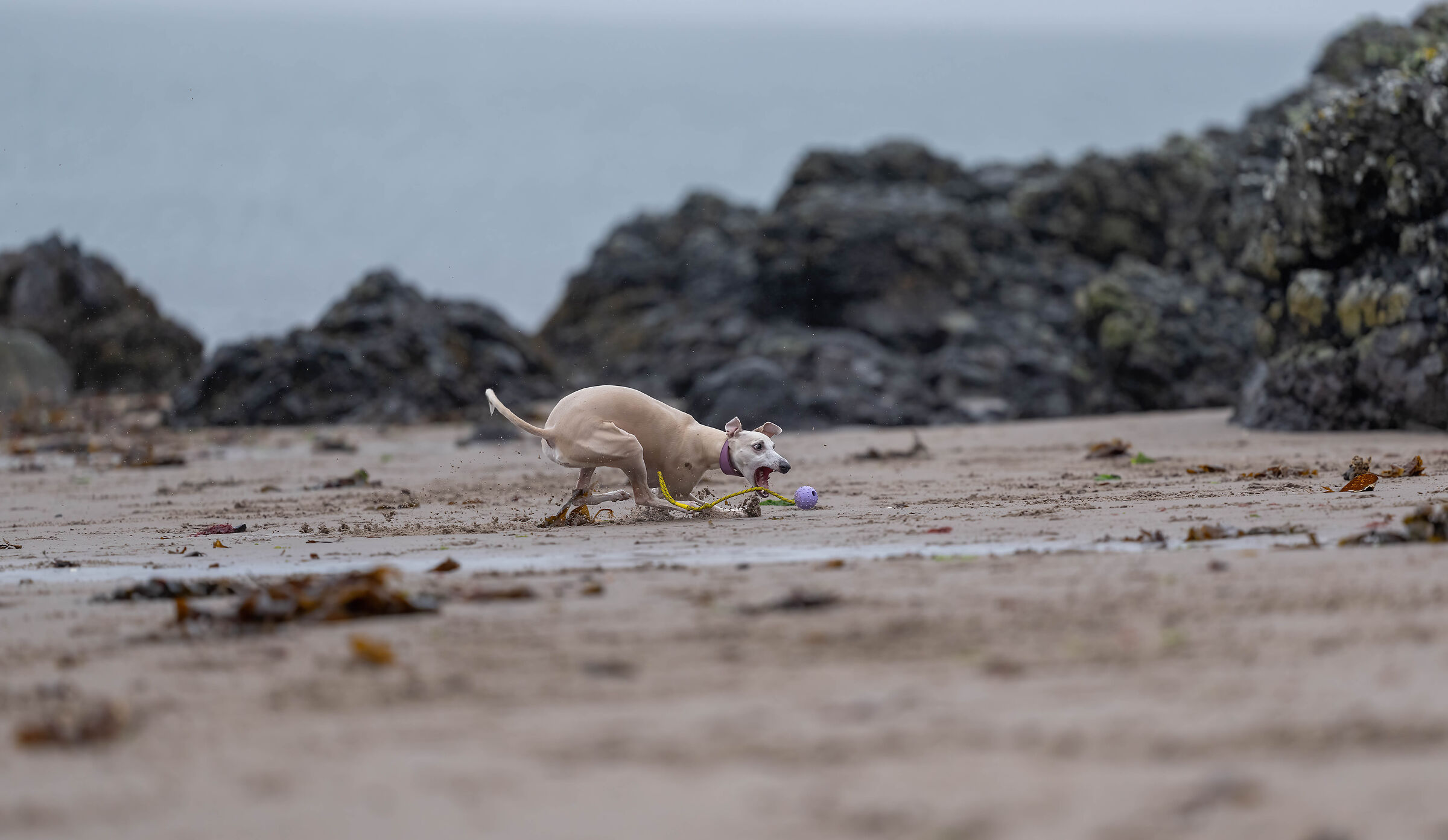 Ellie - non il mio cane.