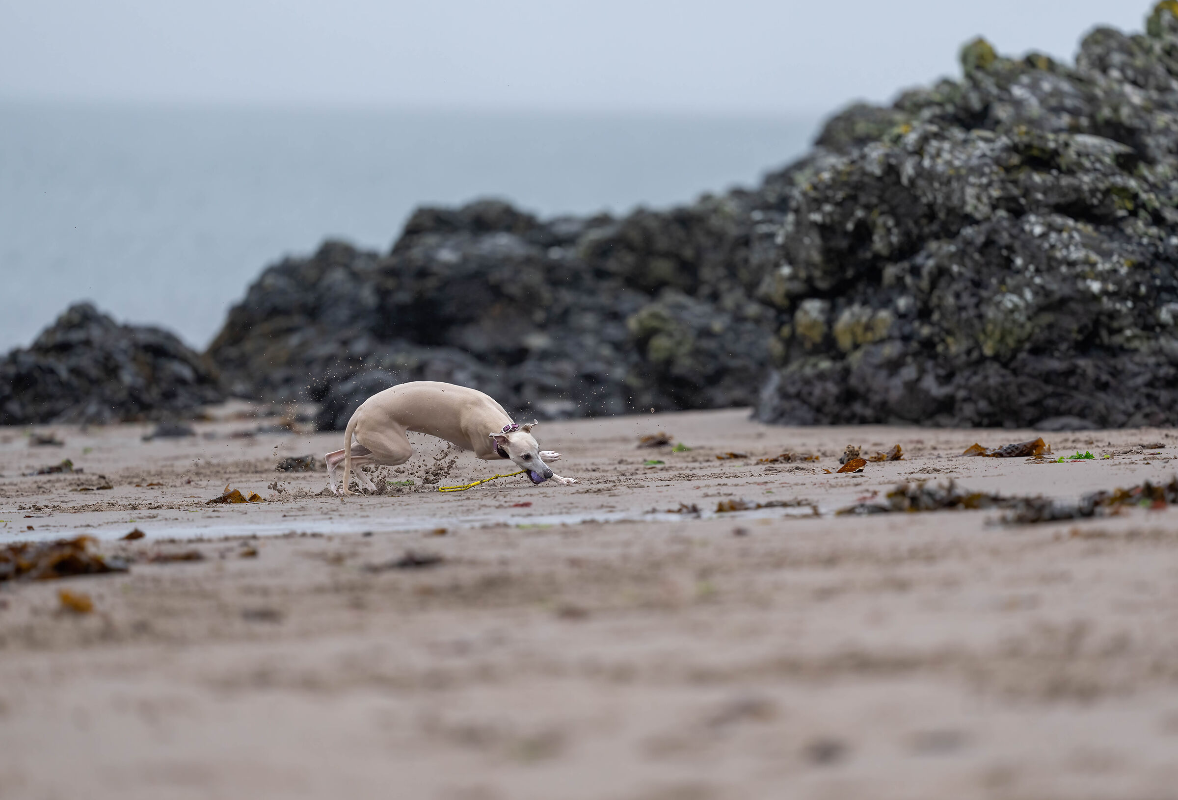 Ellie - non il mio cane.