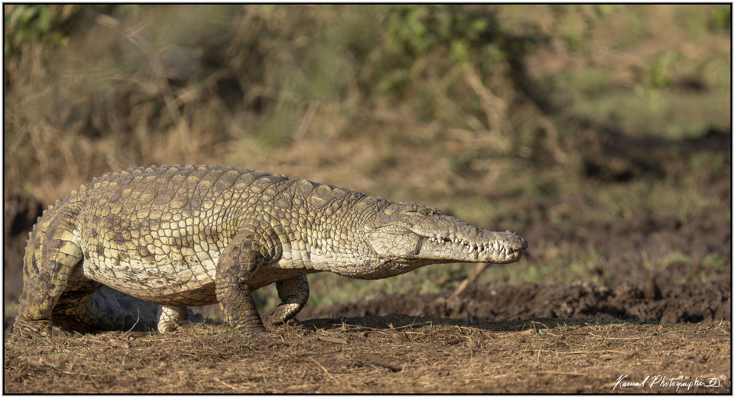 African crocodile (Crocodylus niloticus)