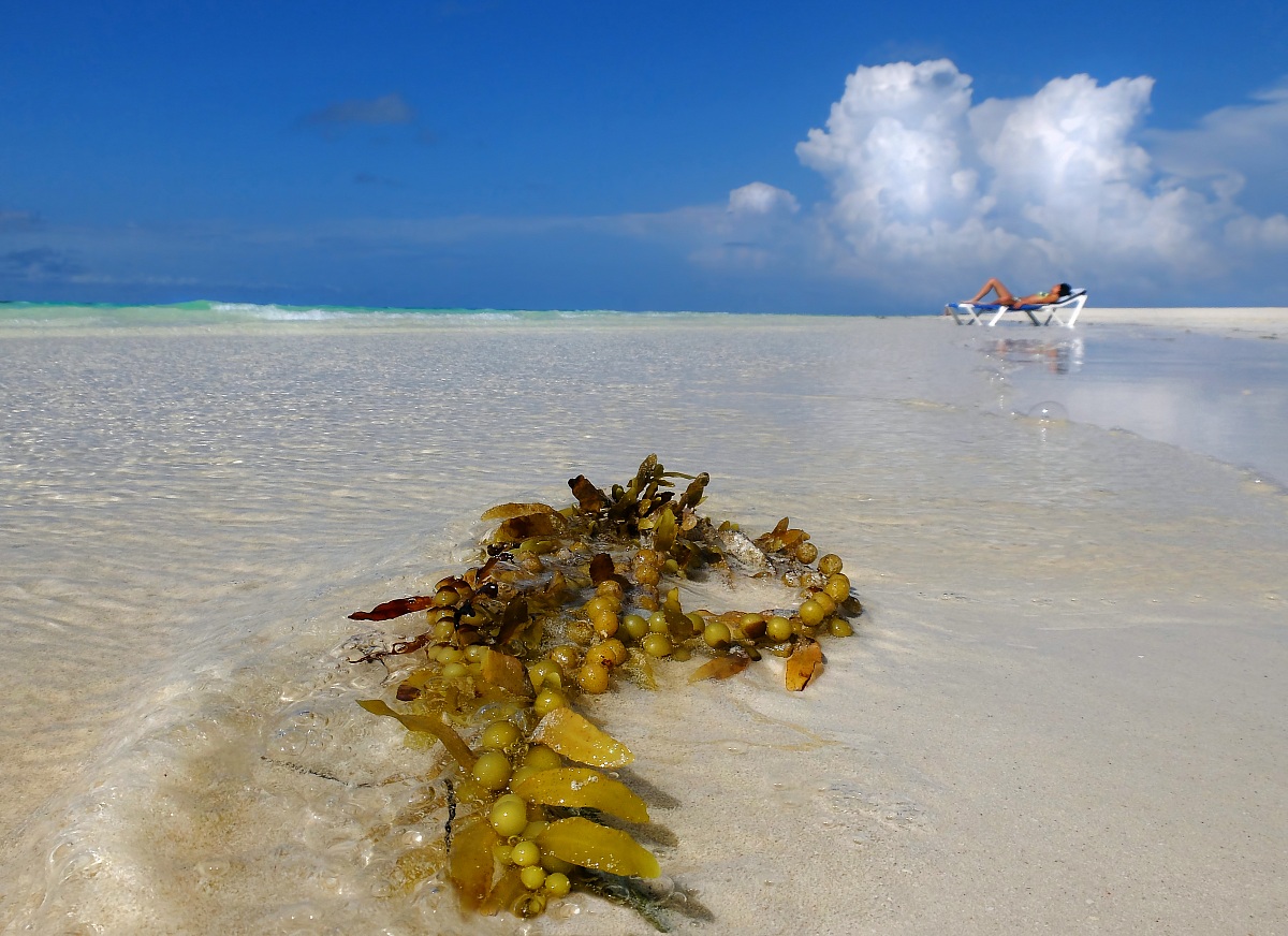 Forme di vita..... spiaggiate