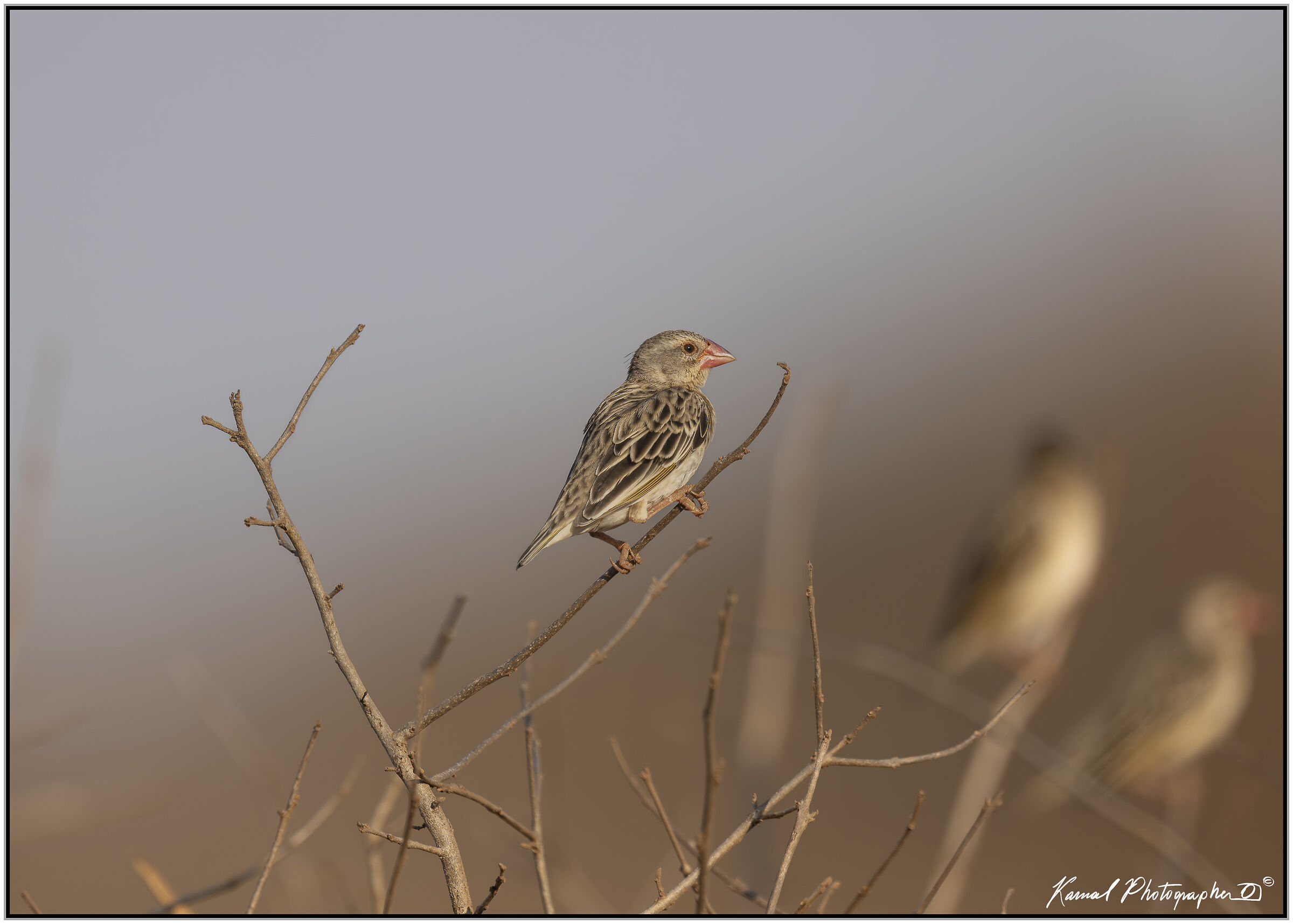 Red-billed Quelea (Quelea quelea