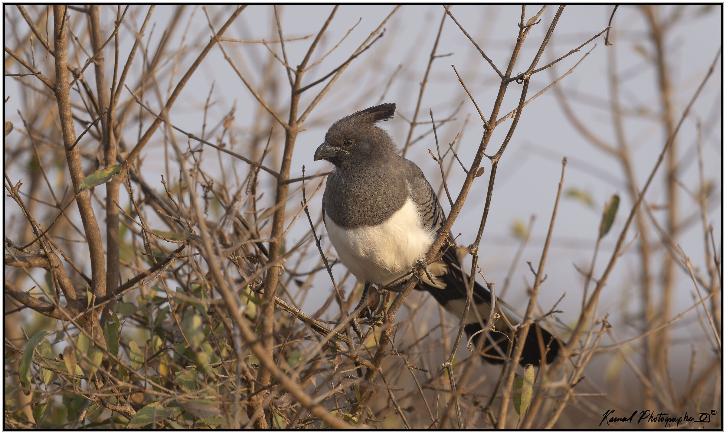 White-bellied turaco (Corythaixoides leucogaster)