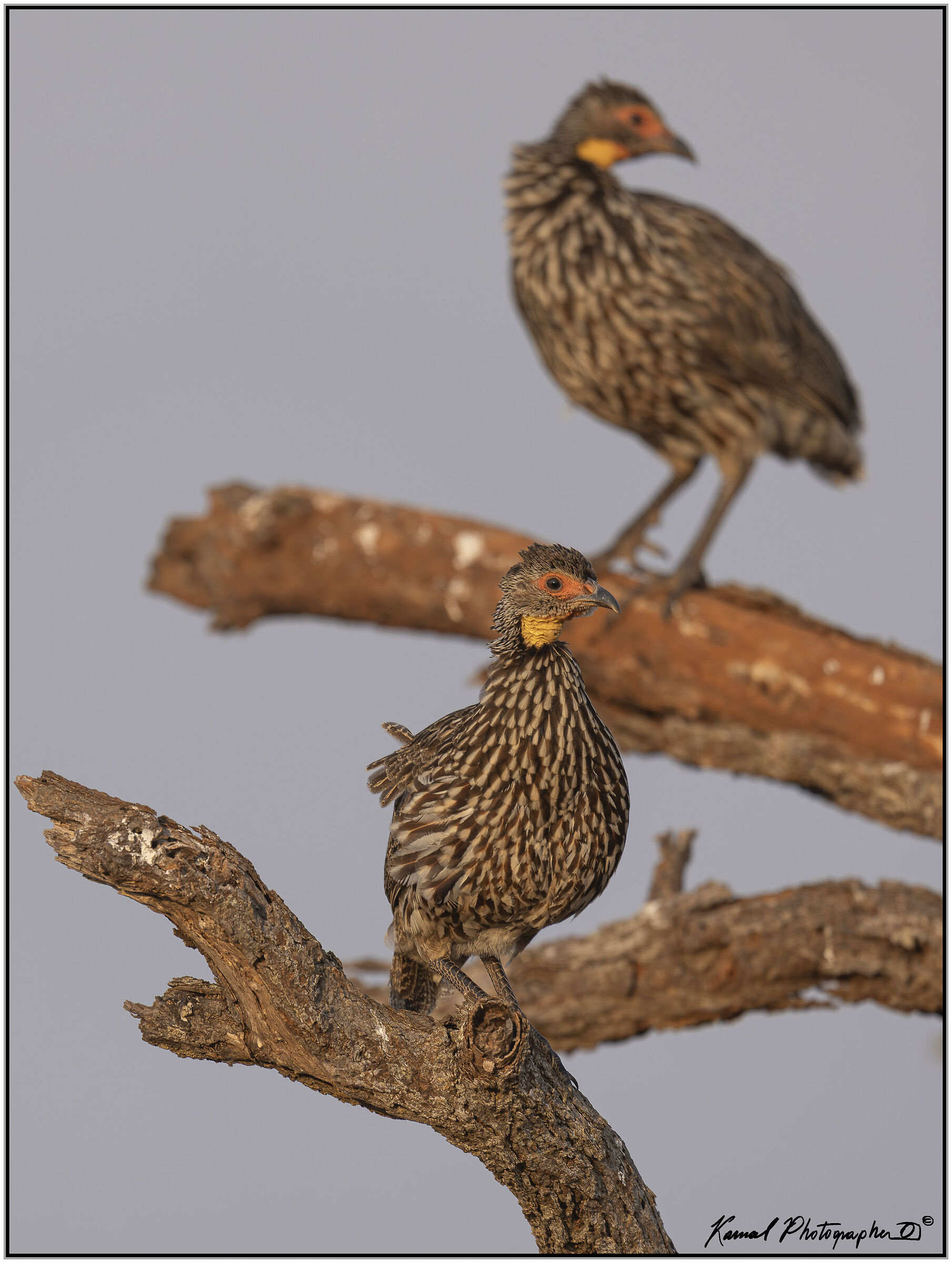 Yellow-throated Francolin (Pternistis leucoscepus)