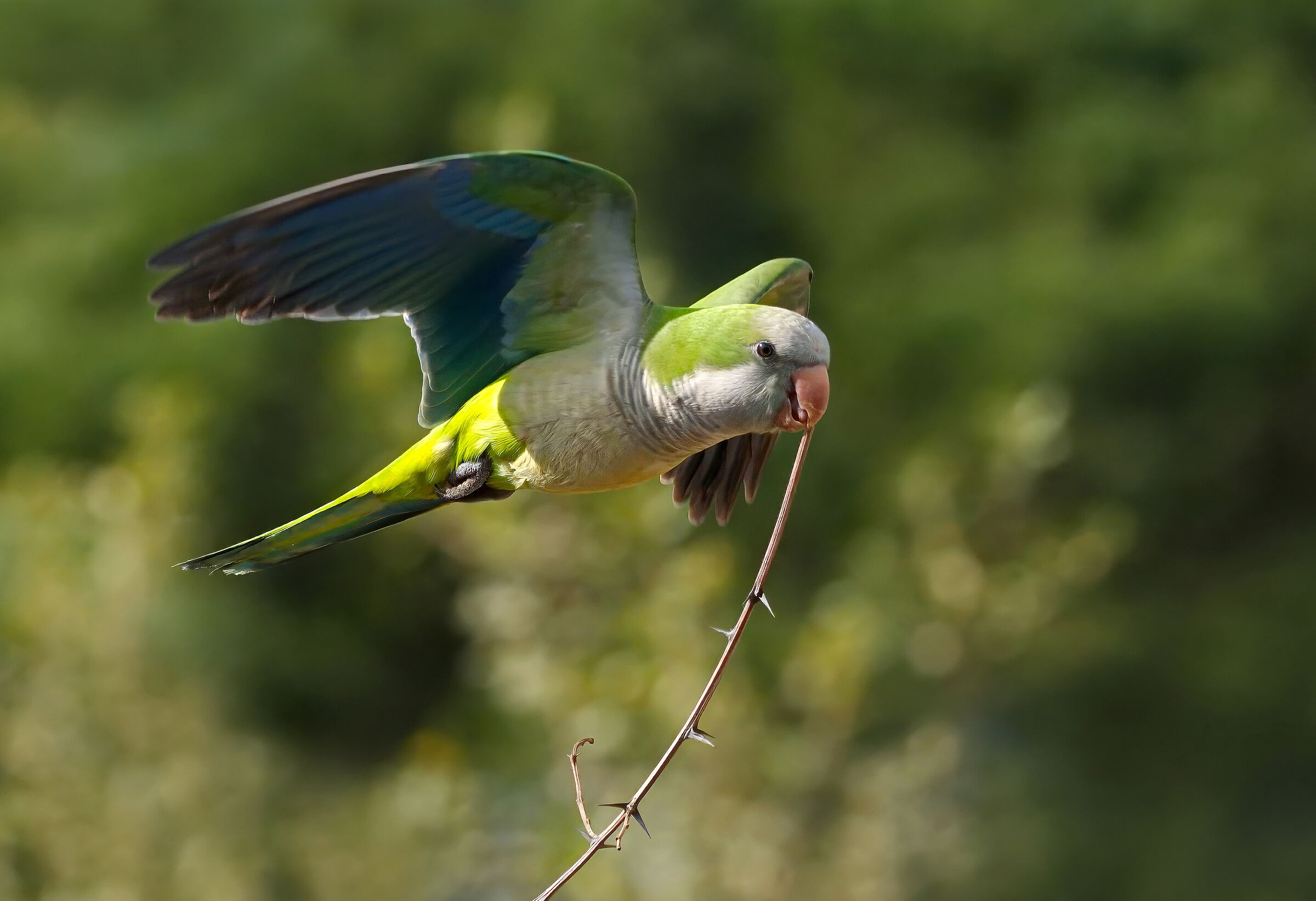 Monk Parakeet (Myopsitta Bonaparte)