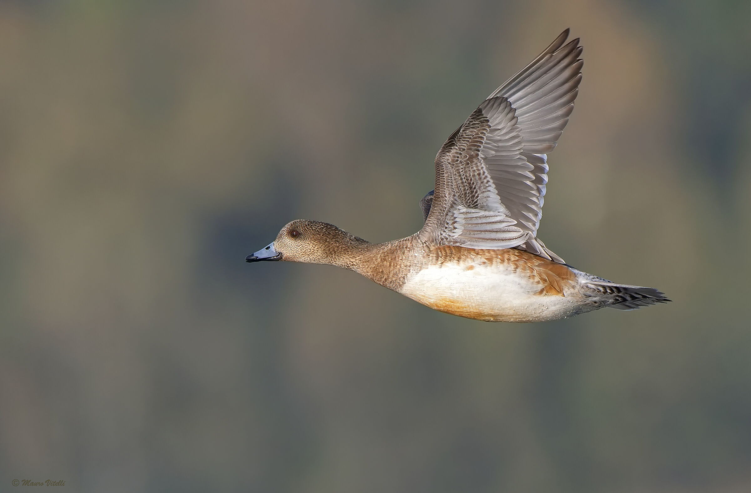 Female wigeon
