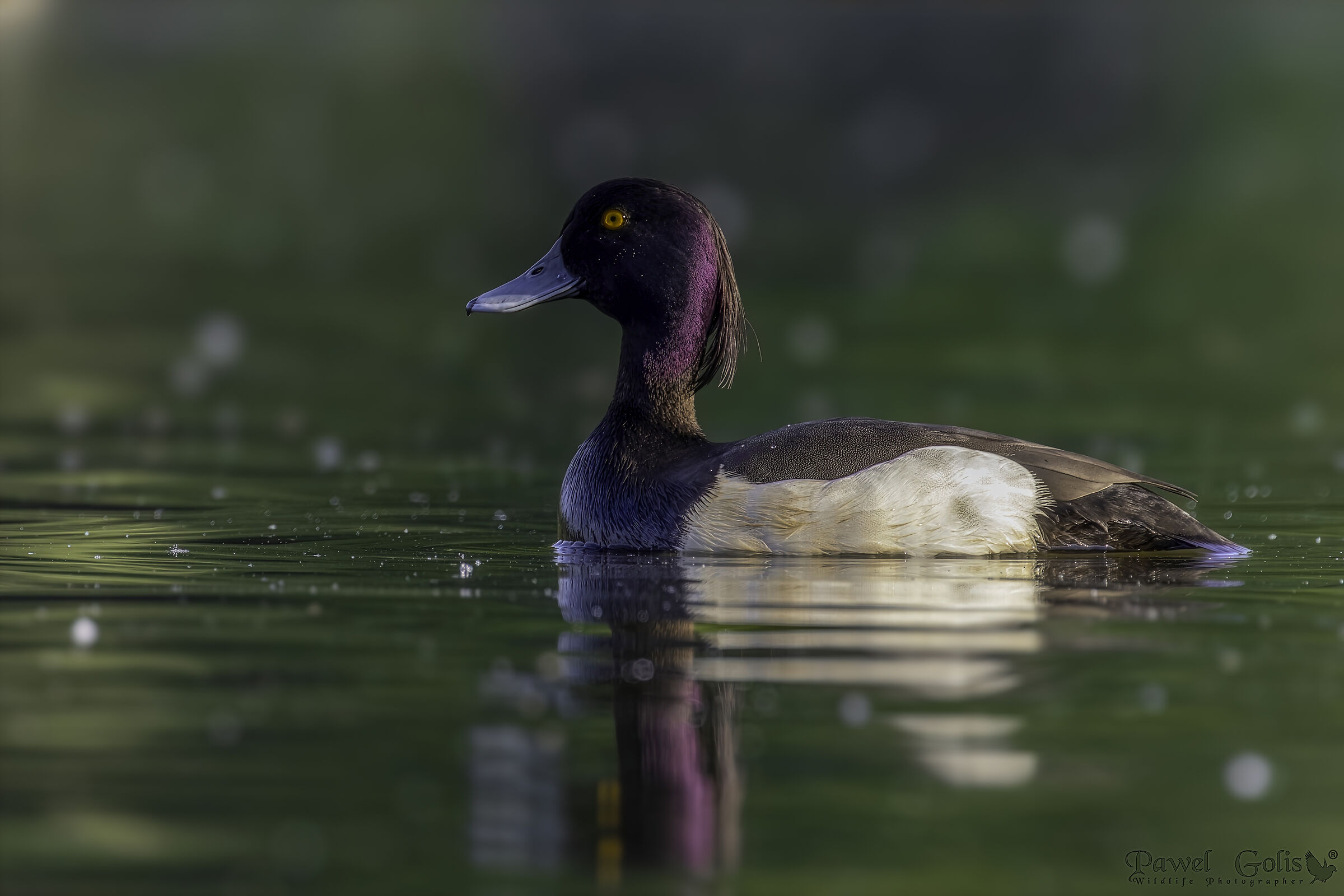 Anatra ciuffata (Aythya fuligula)
