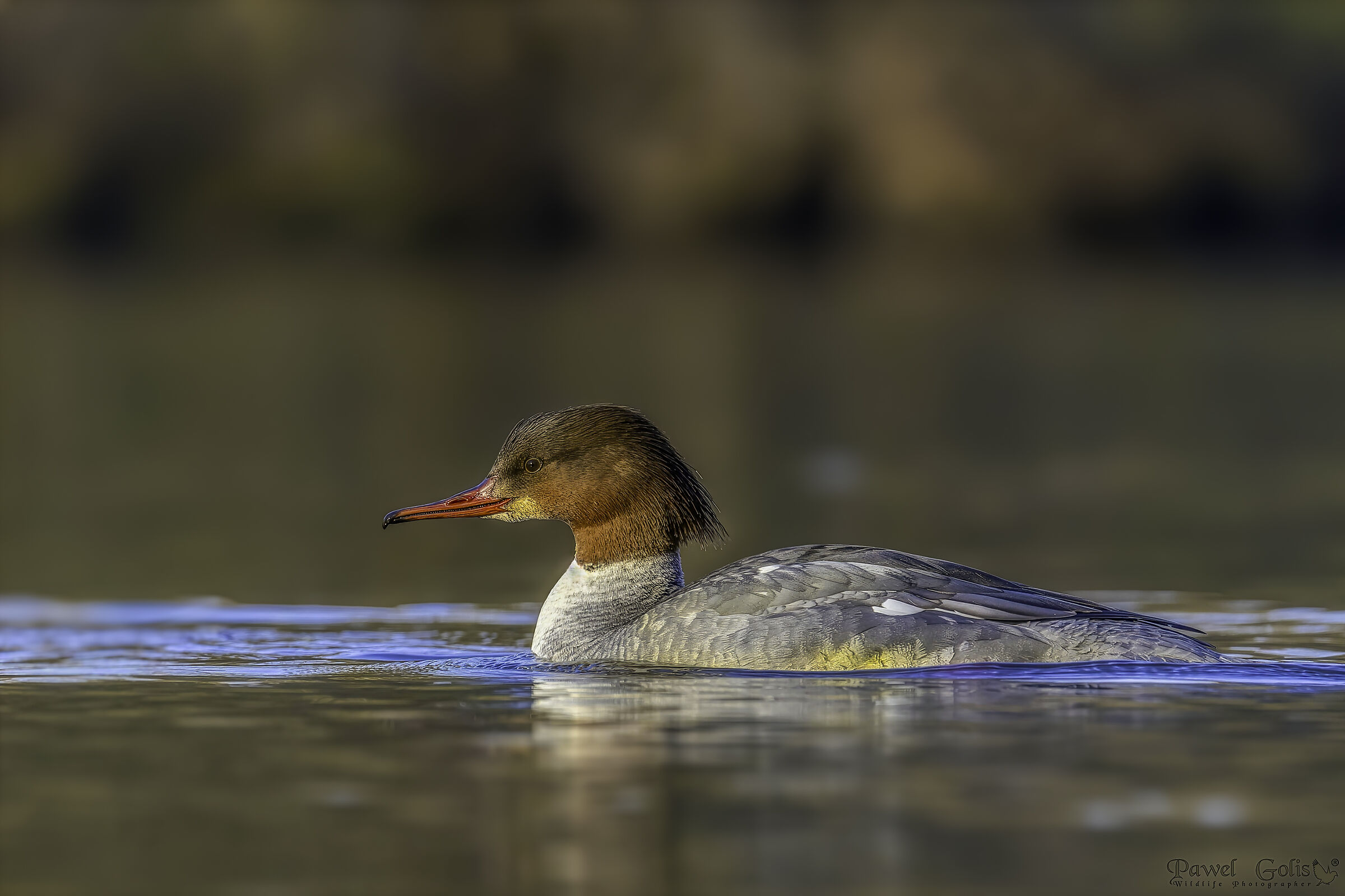Merganser comune (Mergus merganser)