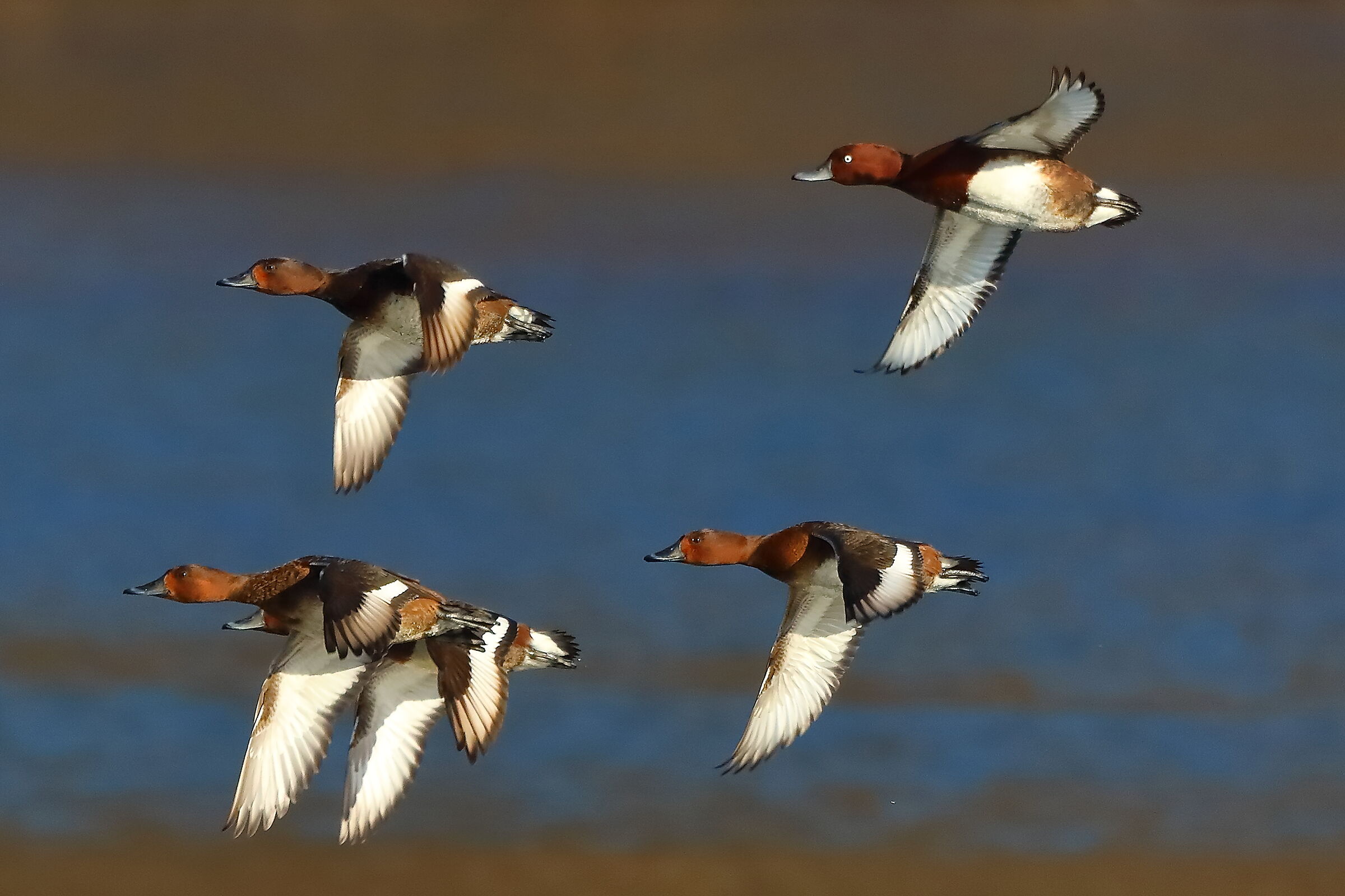 Morette T 15 gennaio 2022