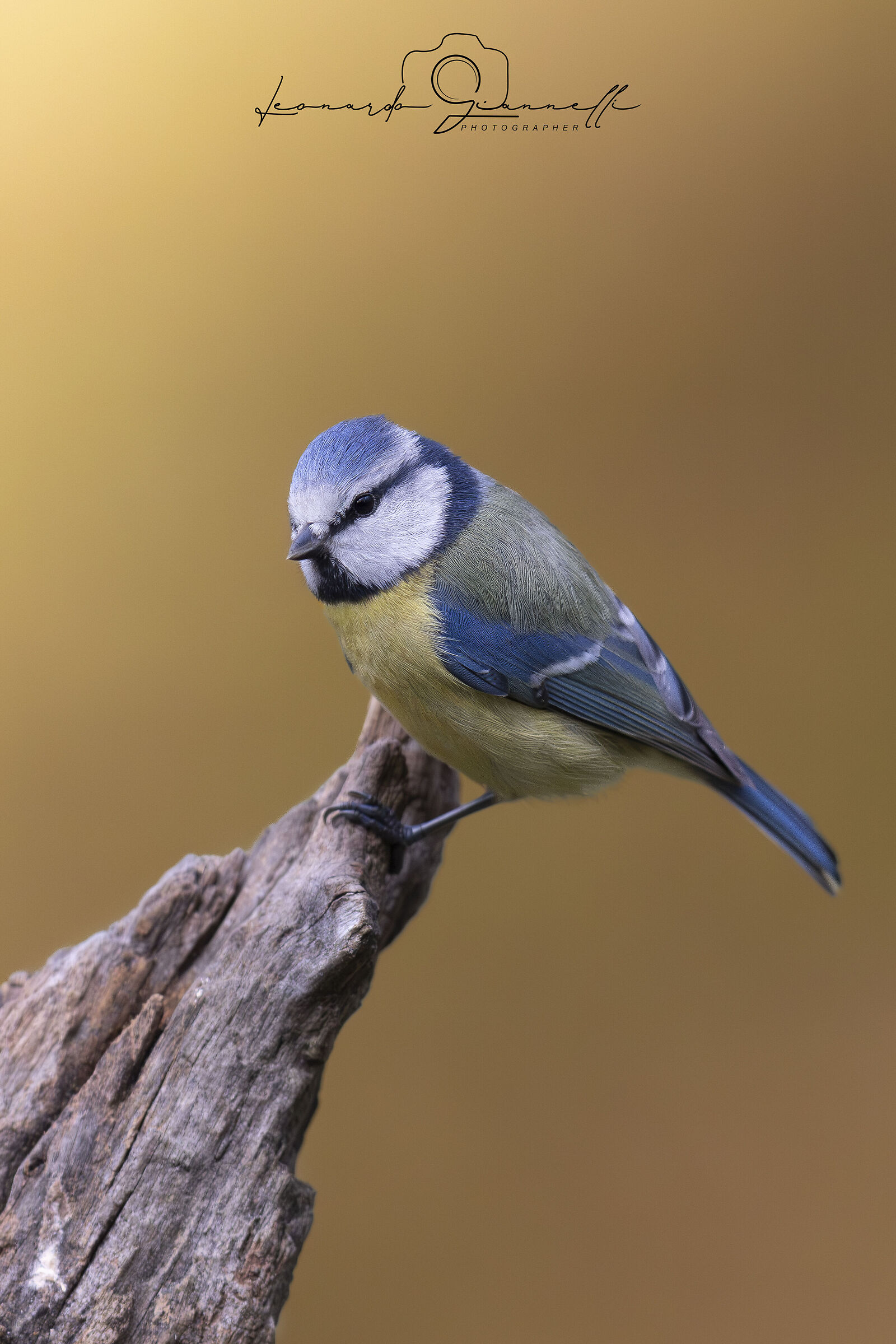 Cinciarella (Cyanistes caeruleus)