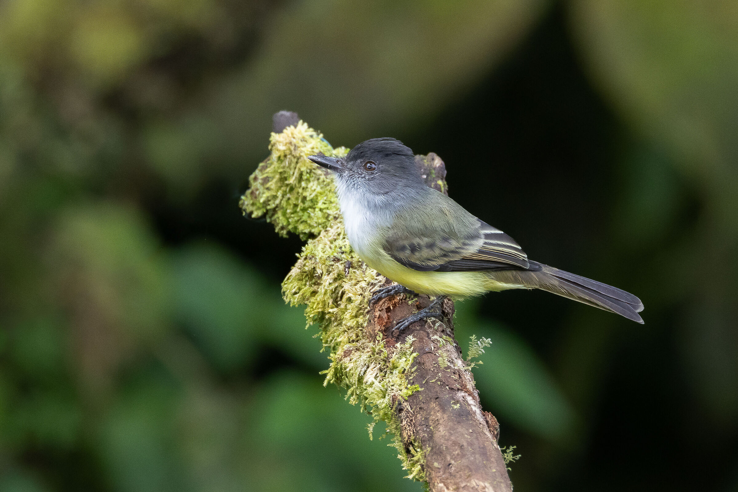 Pigliamosche caposcuro