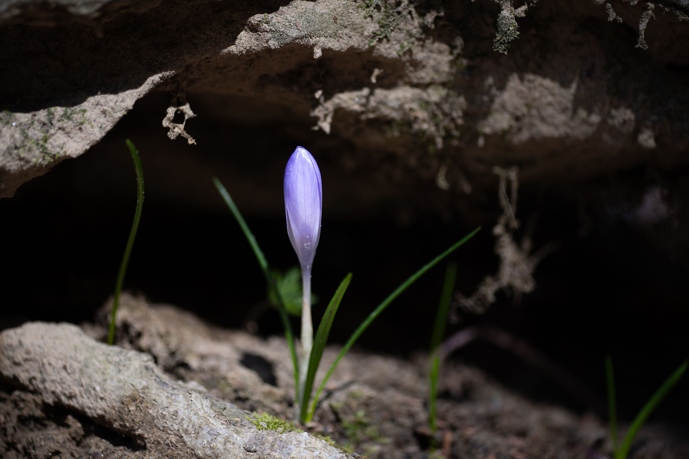 Crocus among the rocks