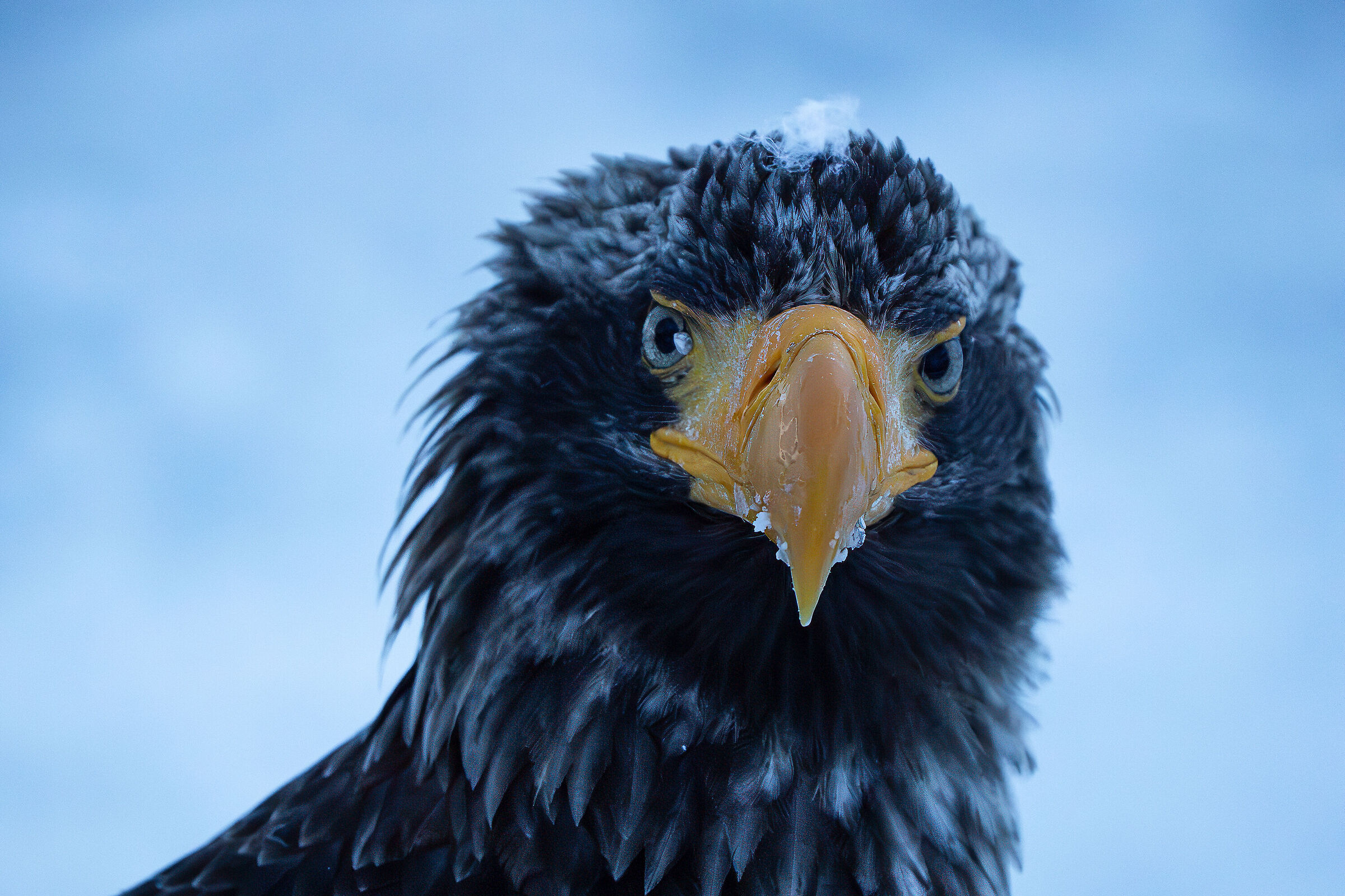 Portrait of Steller Eagle
