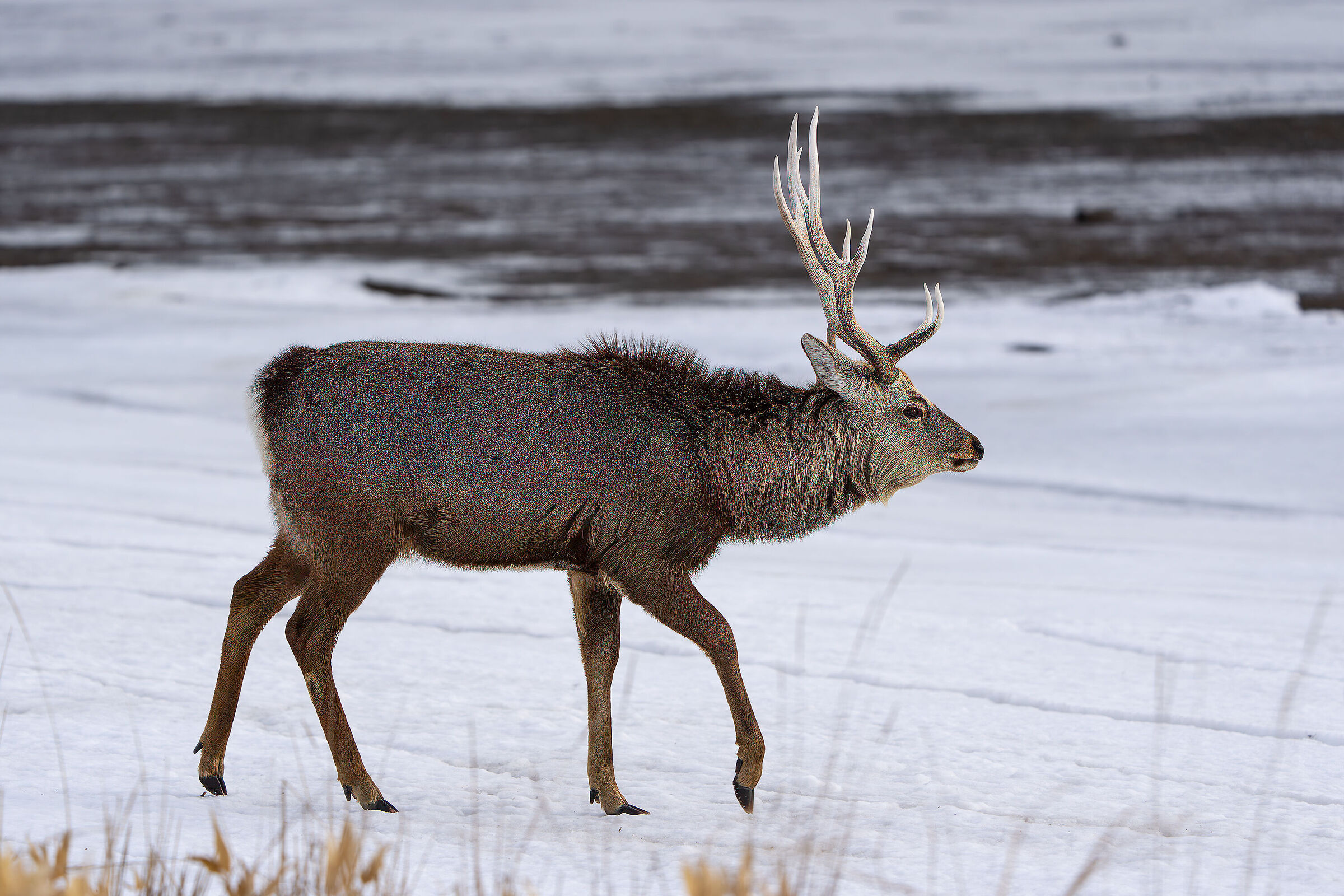Cervo giapponese ( sika )
