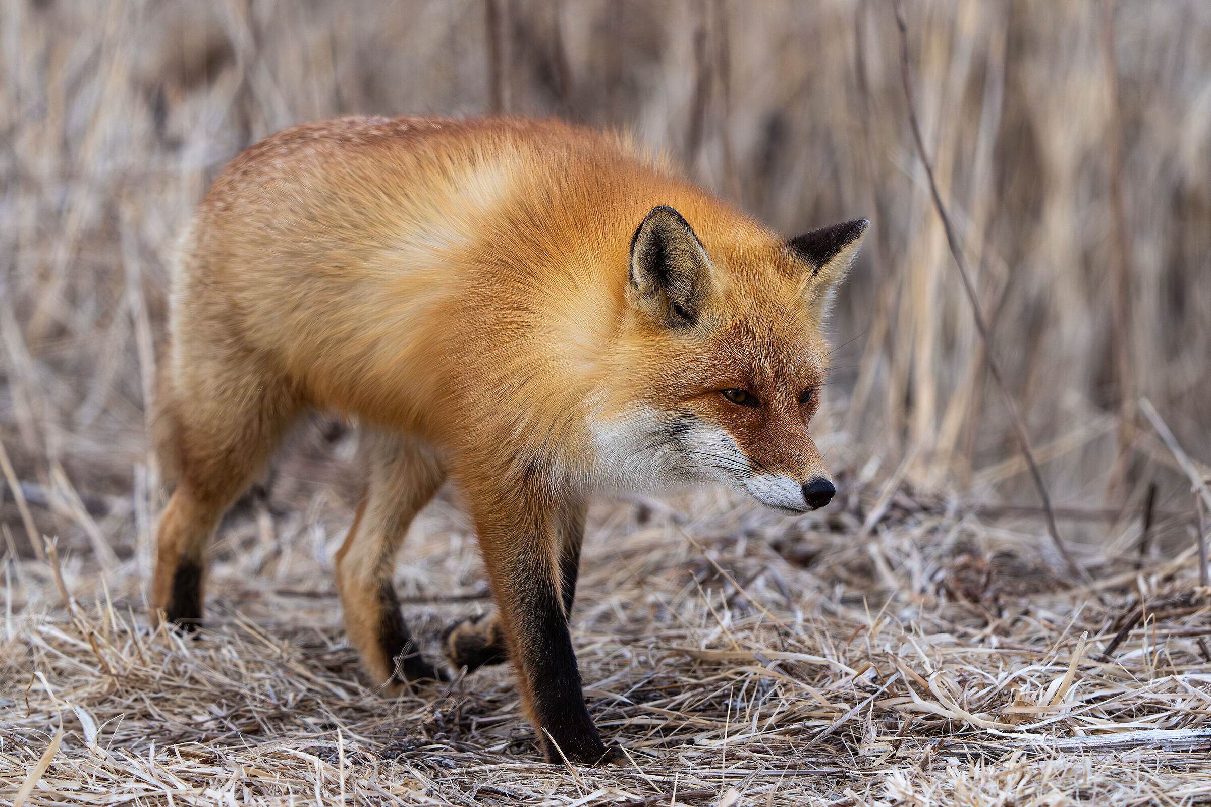 Red fox