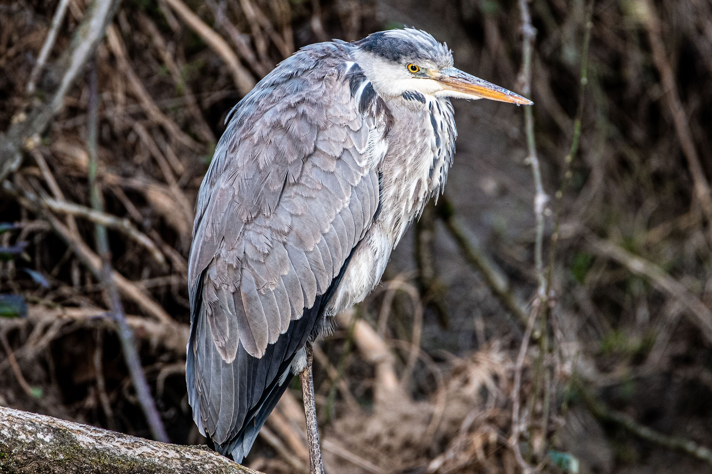 Heron at rest