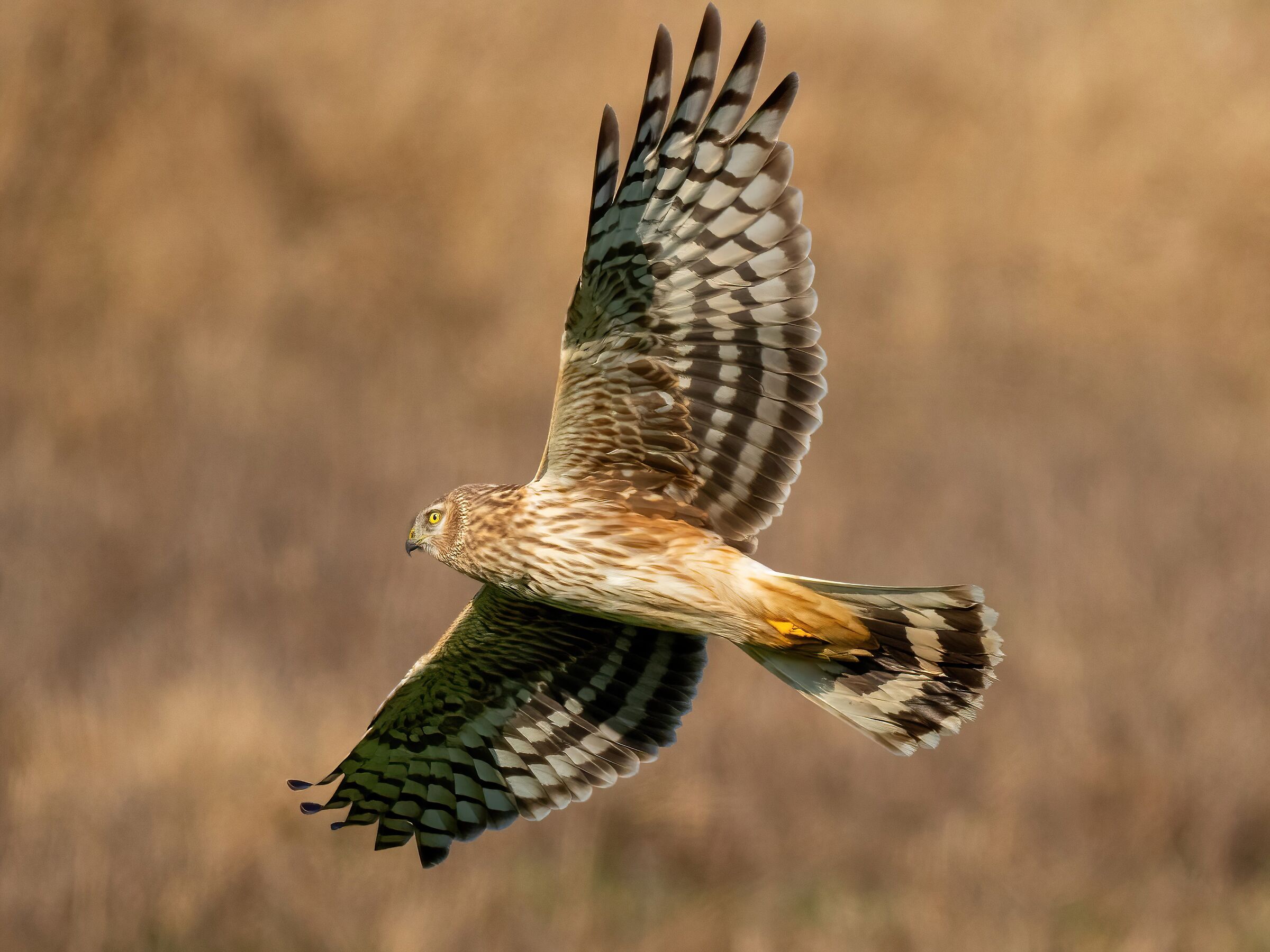 Hen Harrier (Circus cyaneus) female
