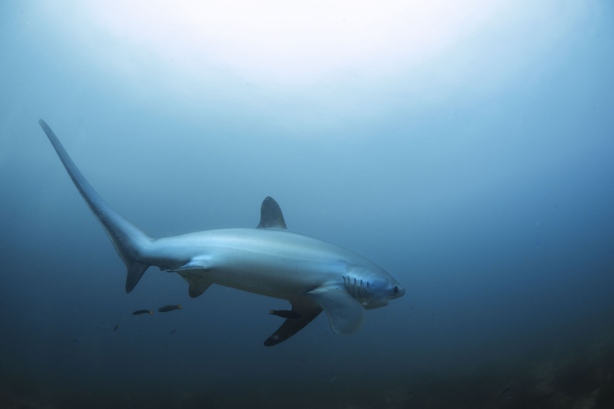 Thresher Shark
