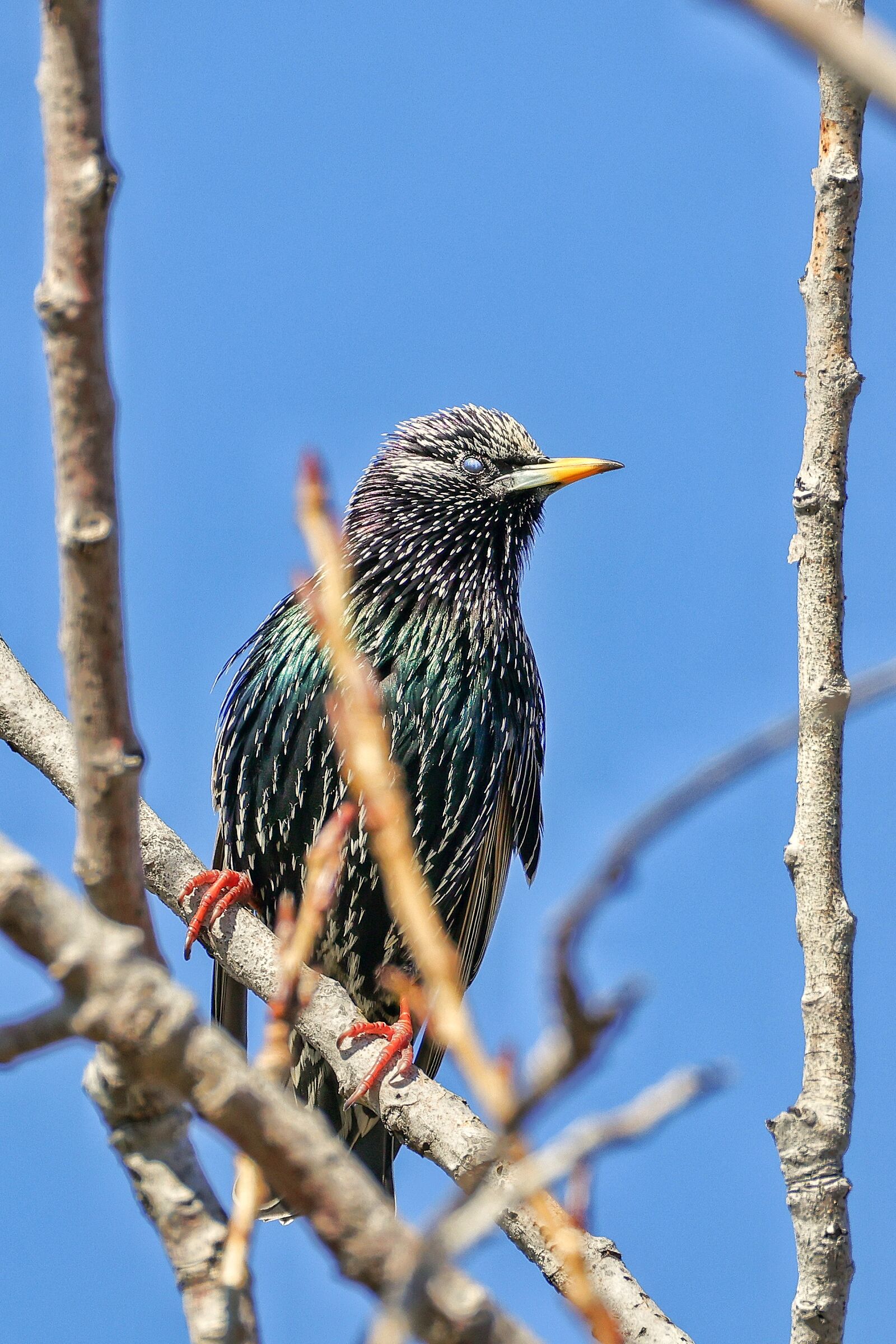 Sturnus vulgaris
