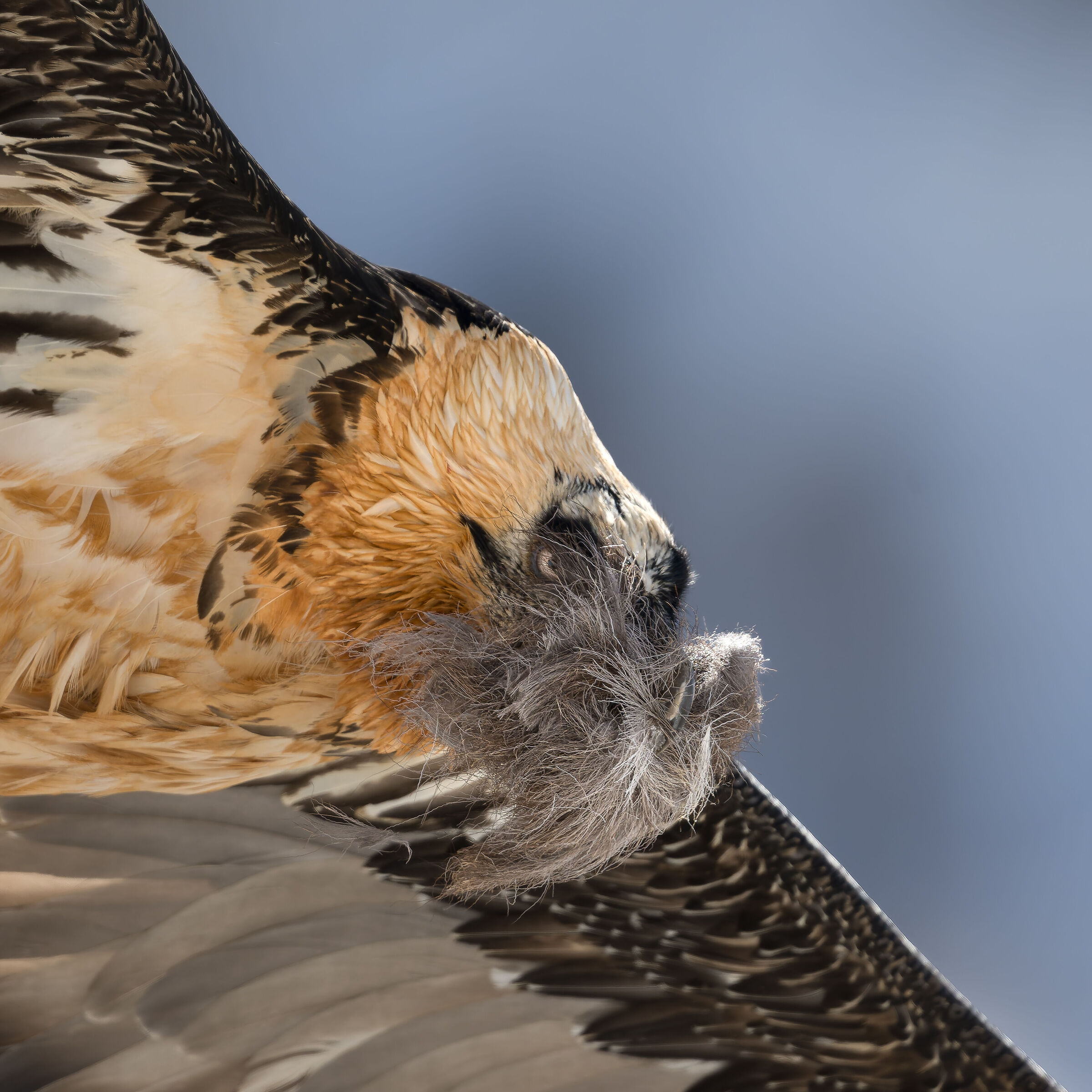 Gypaetus Barbatus - Gran Paradiso National Park
