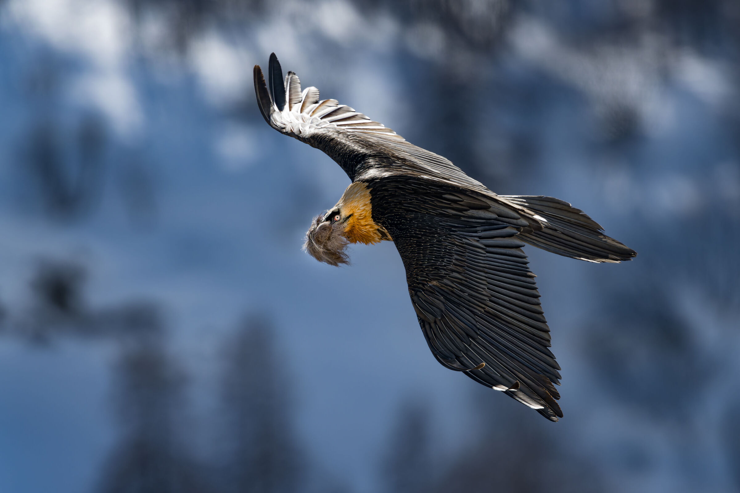 Gypaetus Barbatus - Gran Paradiso National Park