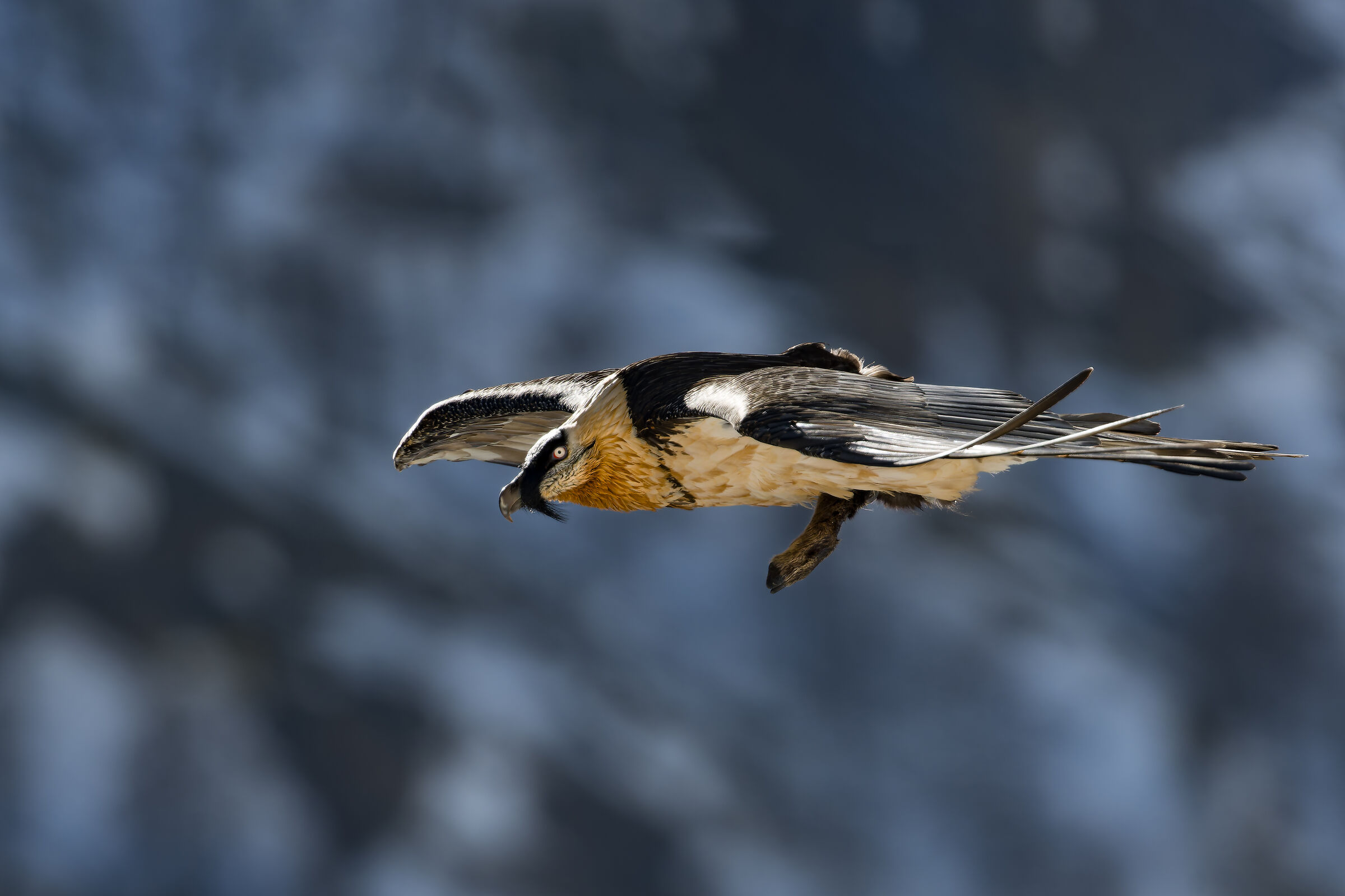 Gypaetus barbatus- Gran Paradiso National Park