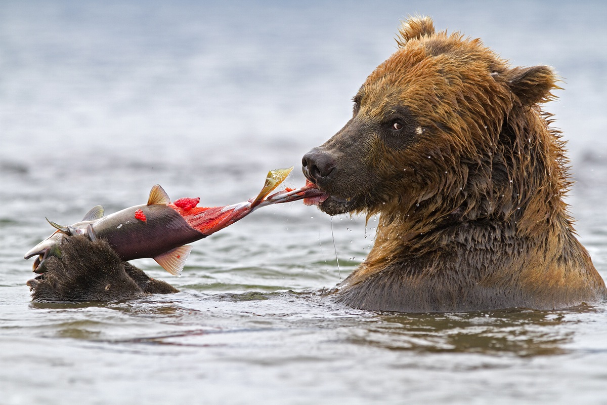 Voglia di Kamchatka !!!!!!!!!!!!