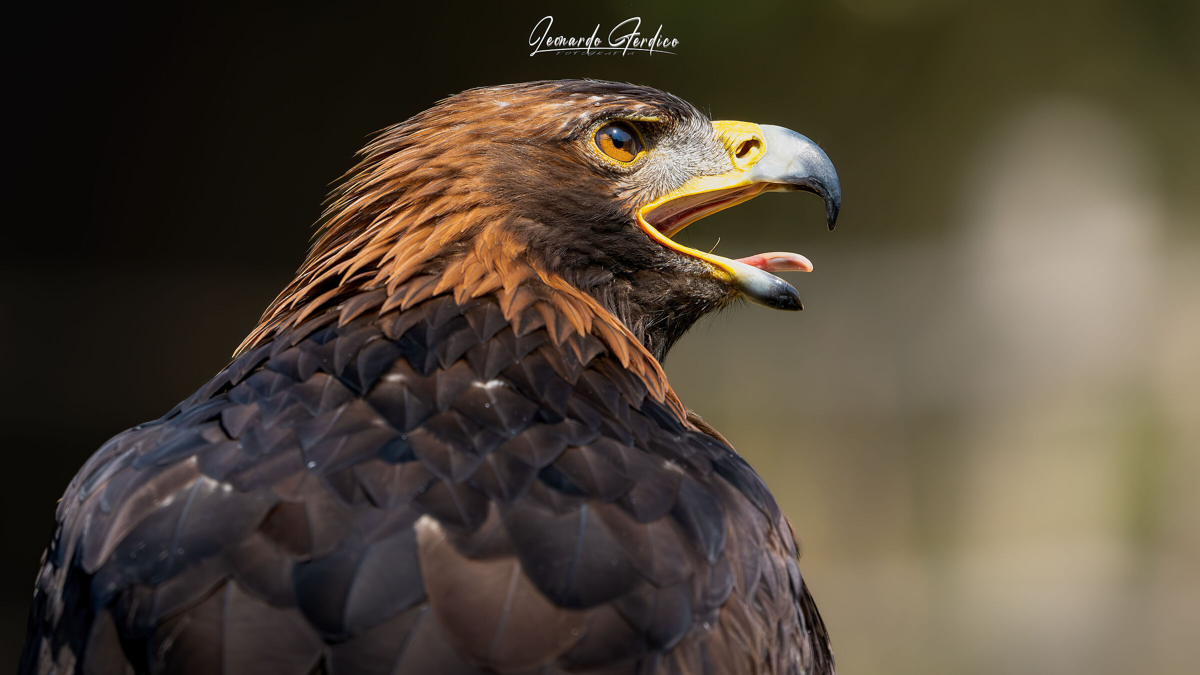 Waving Golden Eagle