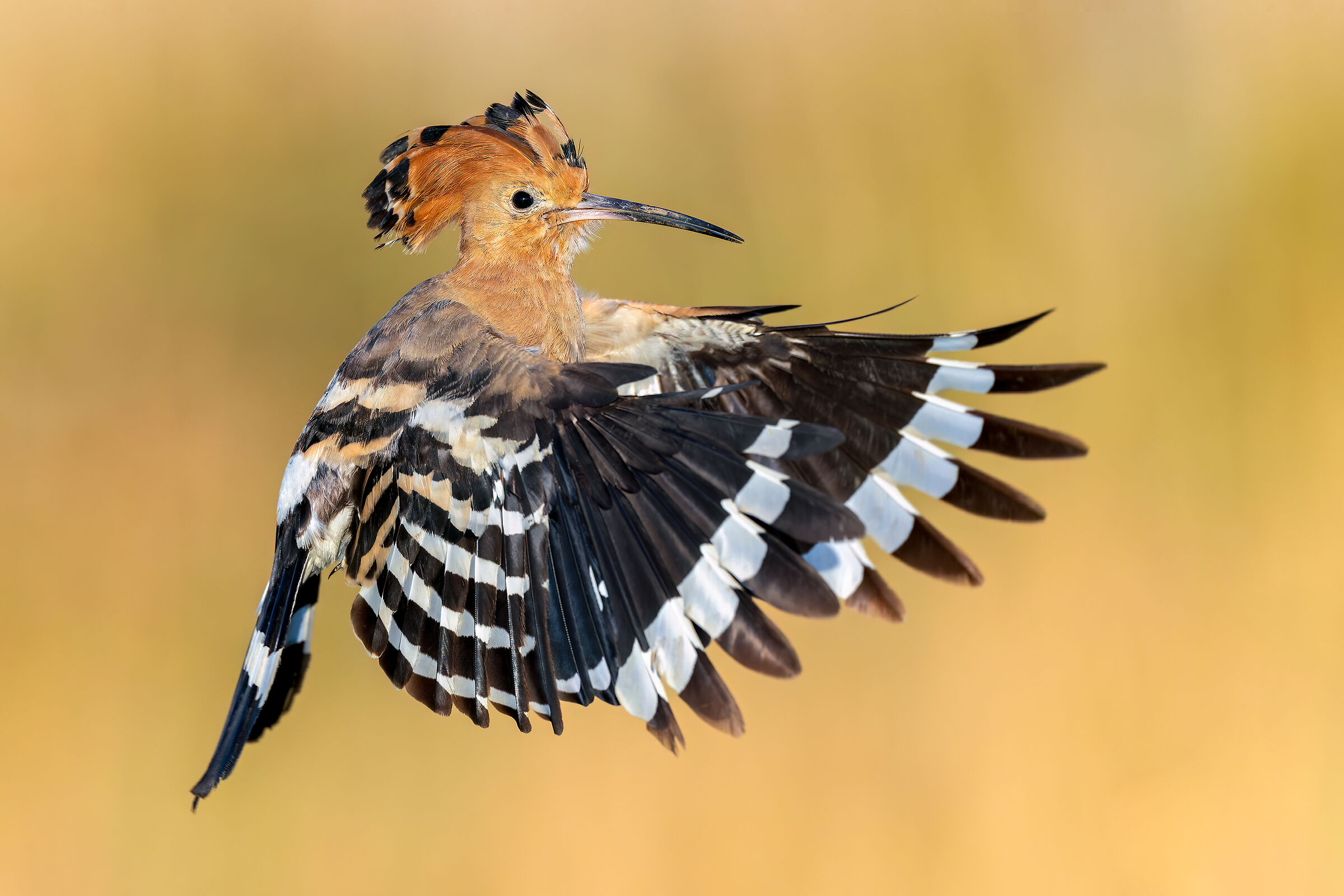 Hoopoe