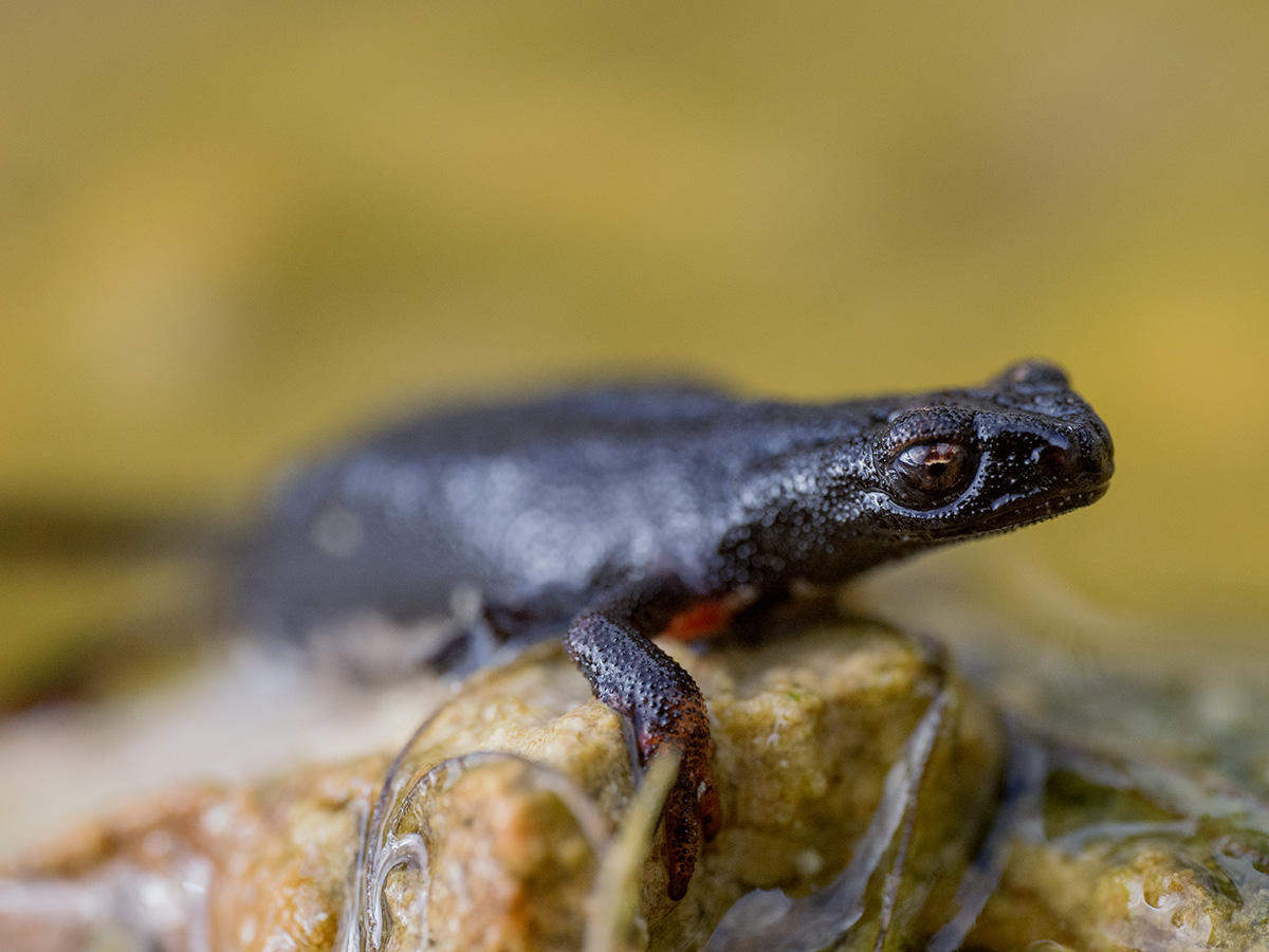 salamandrina dagli occhiali