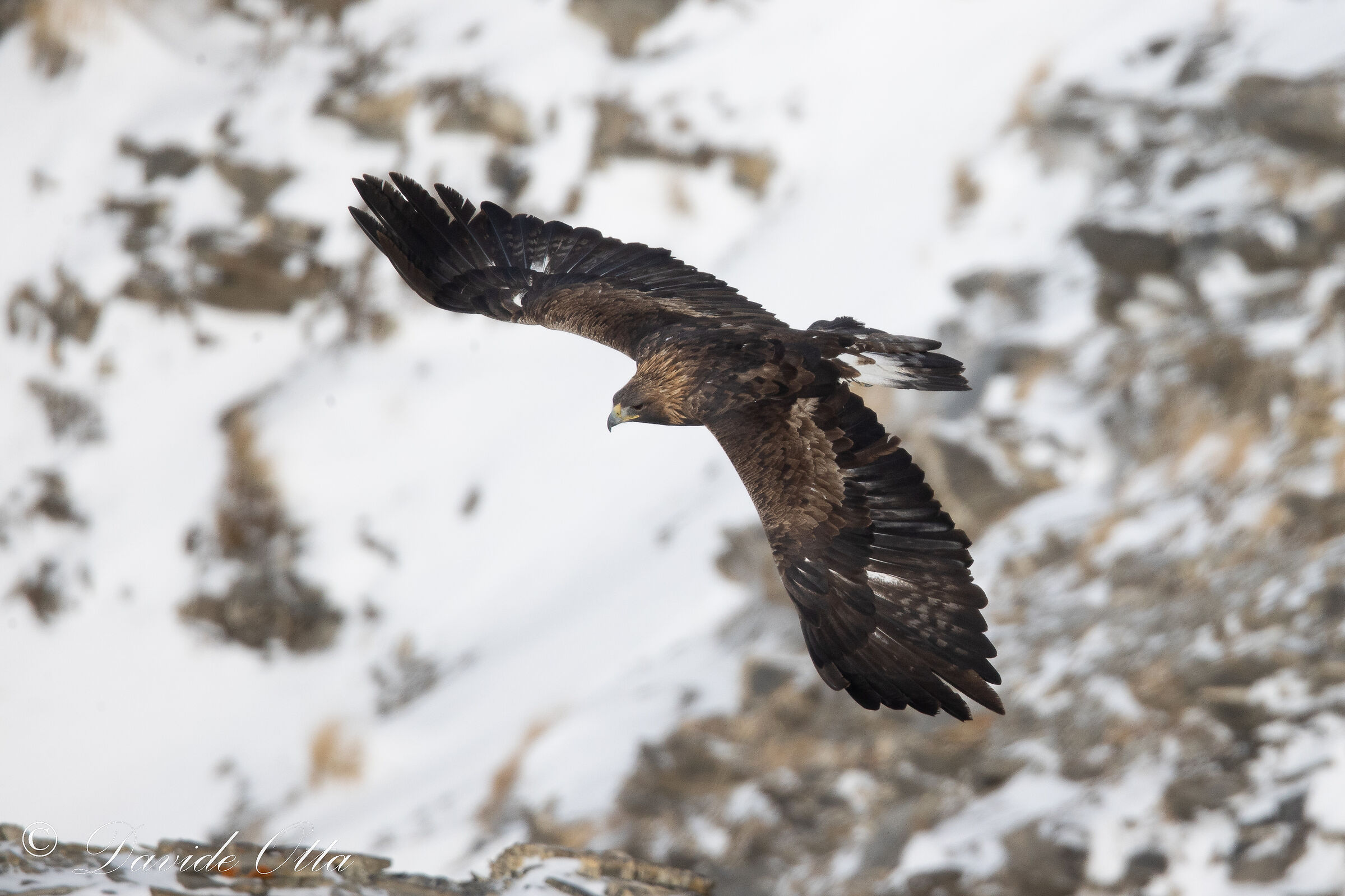 Aquila reale
