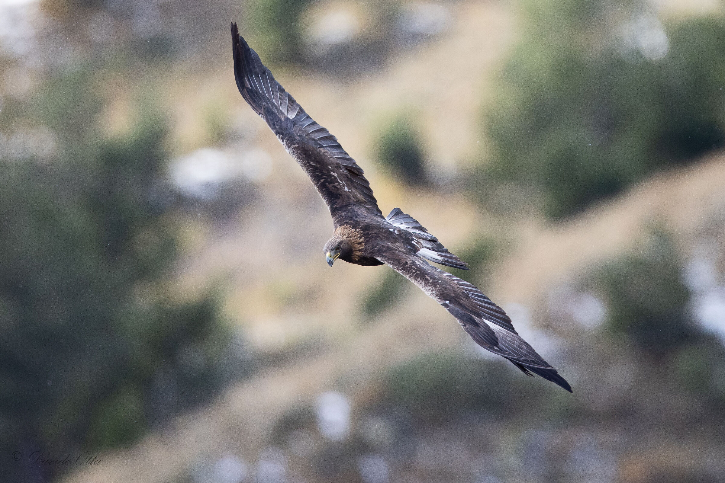 Aquila Reale 2023