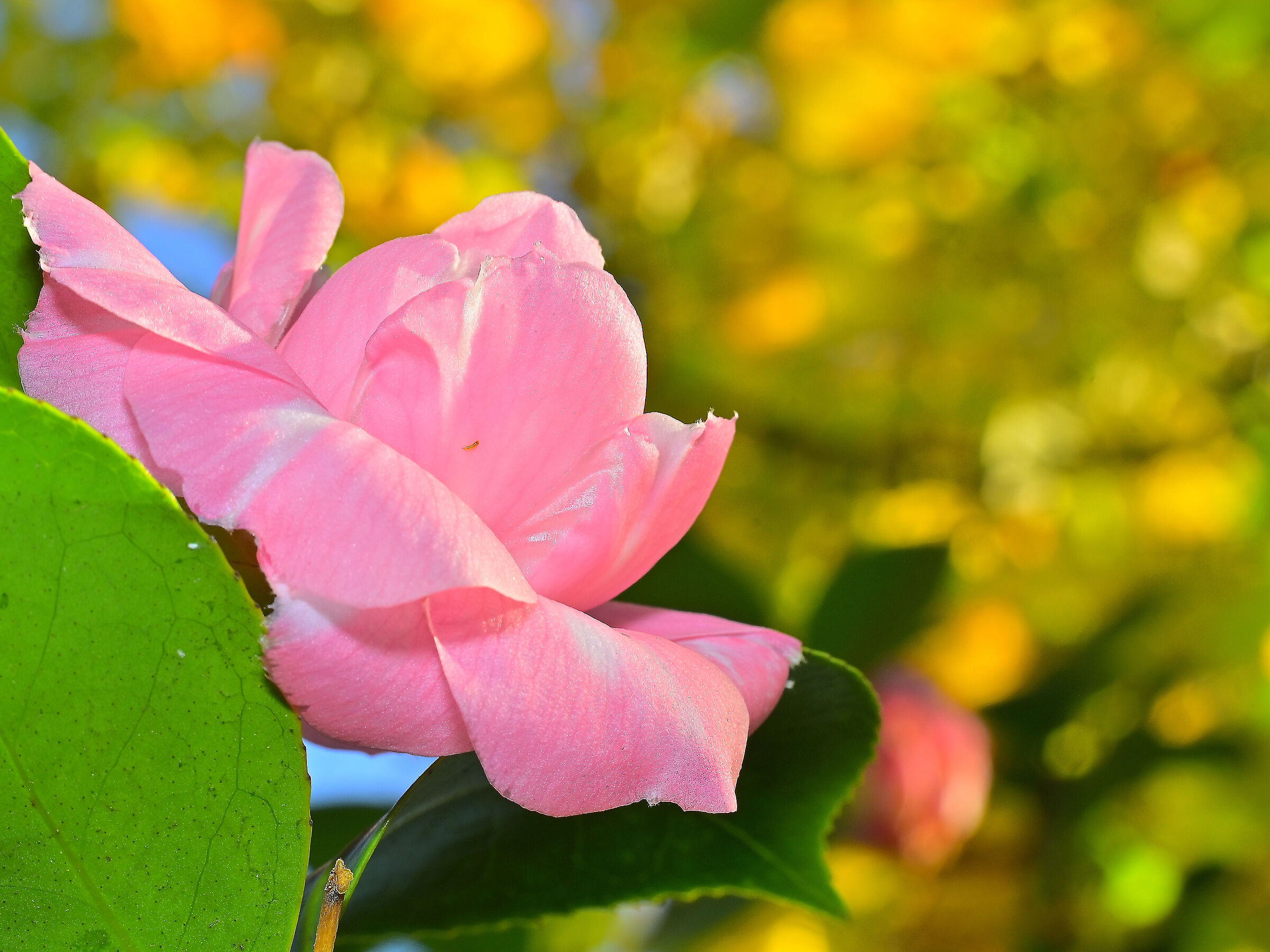 Camellia sasanqua