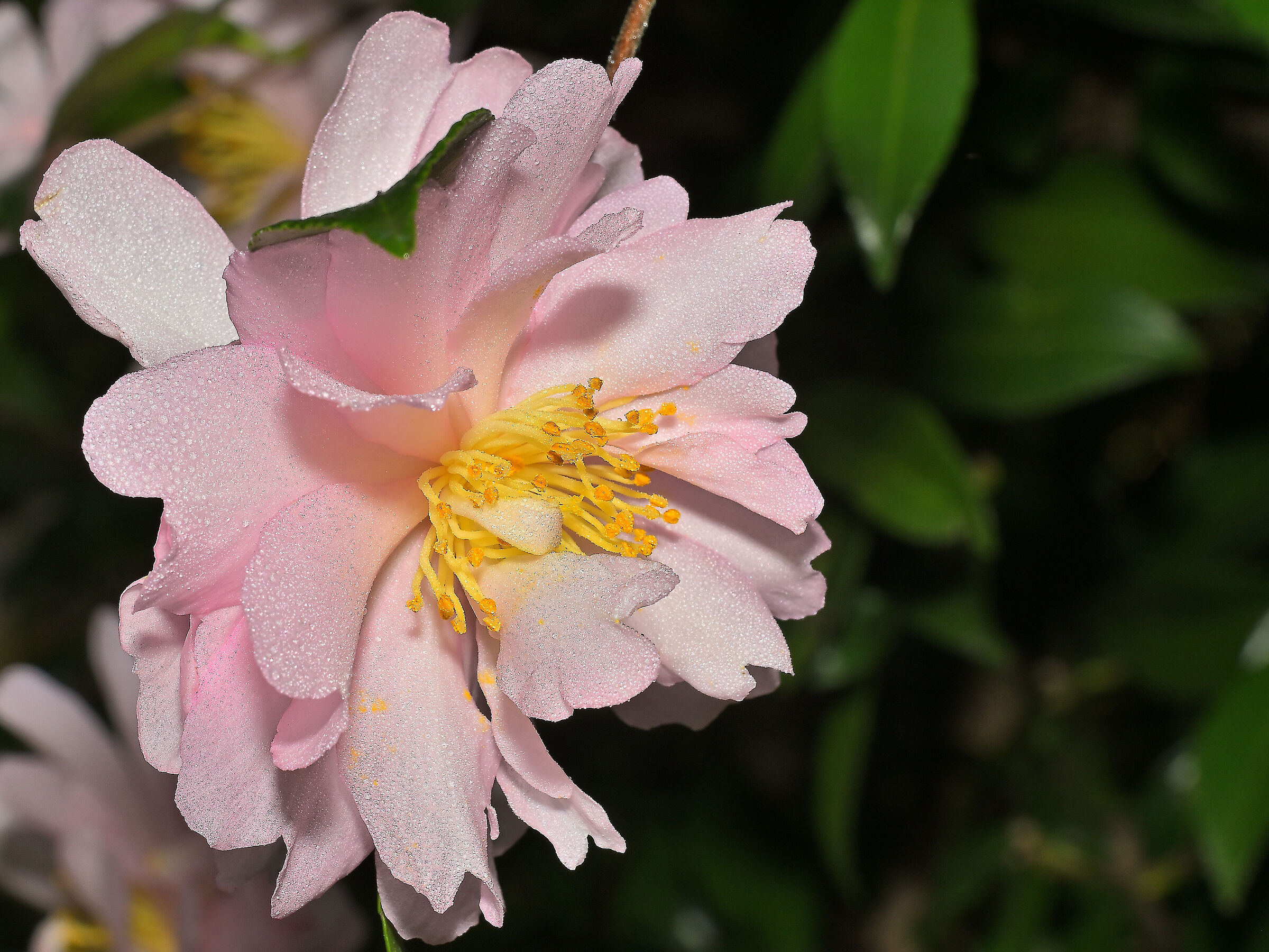 Camellia sasanqua