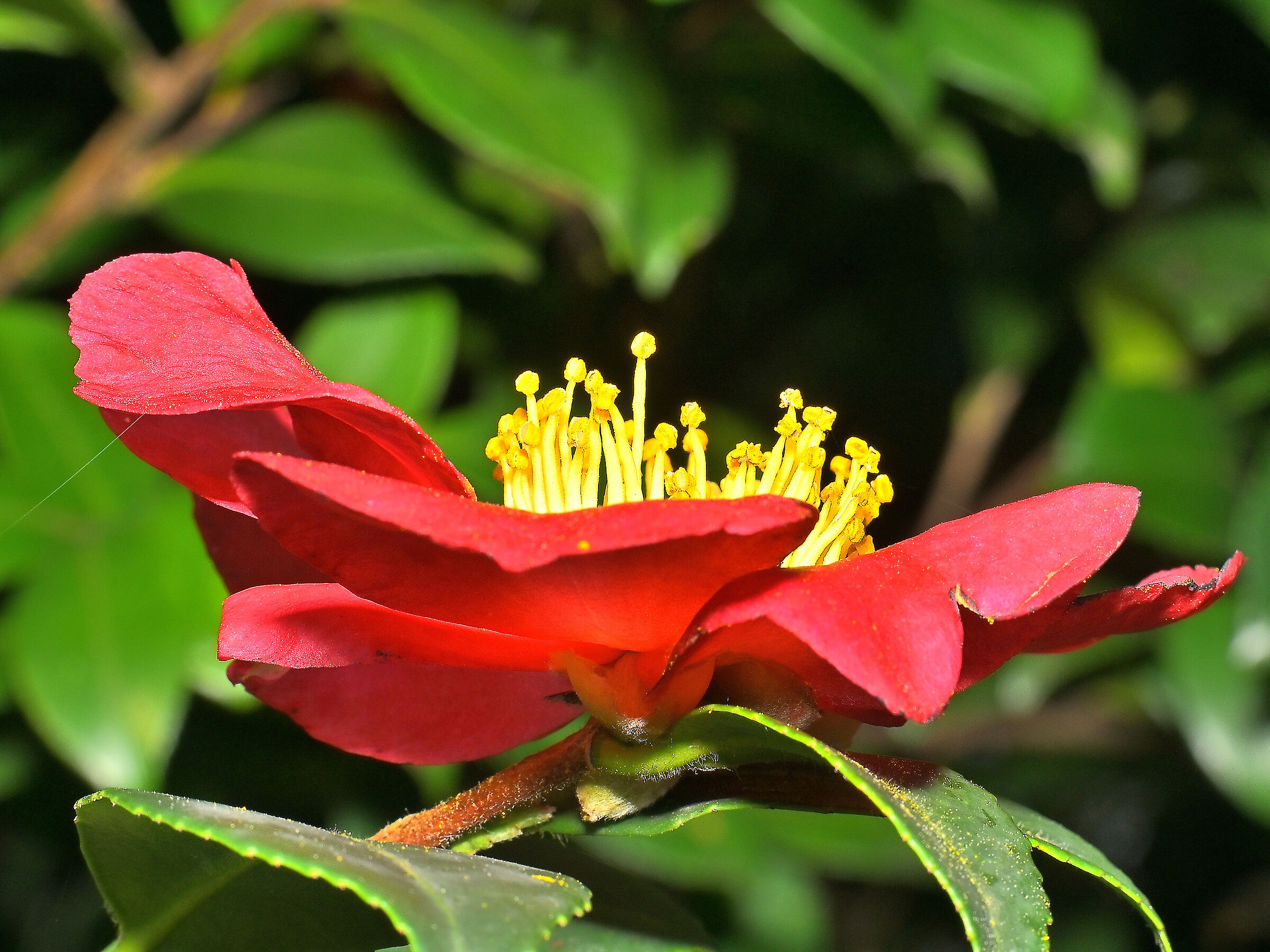 Camellia sasanqua