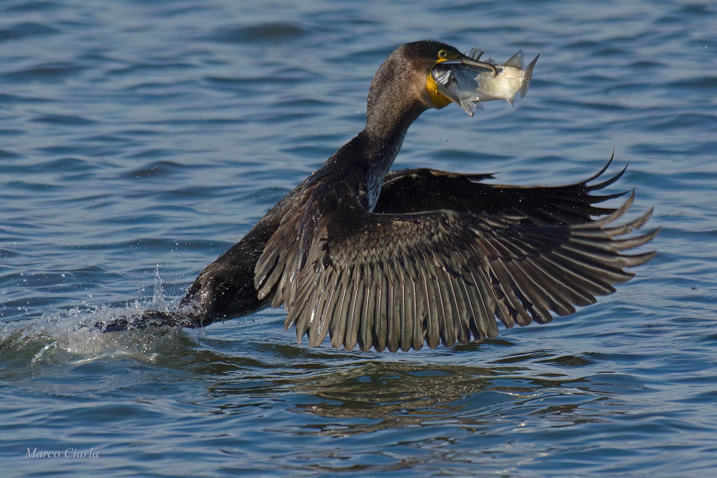 Phalacrocorax carbo vs Dicentrarchus labrax