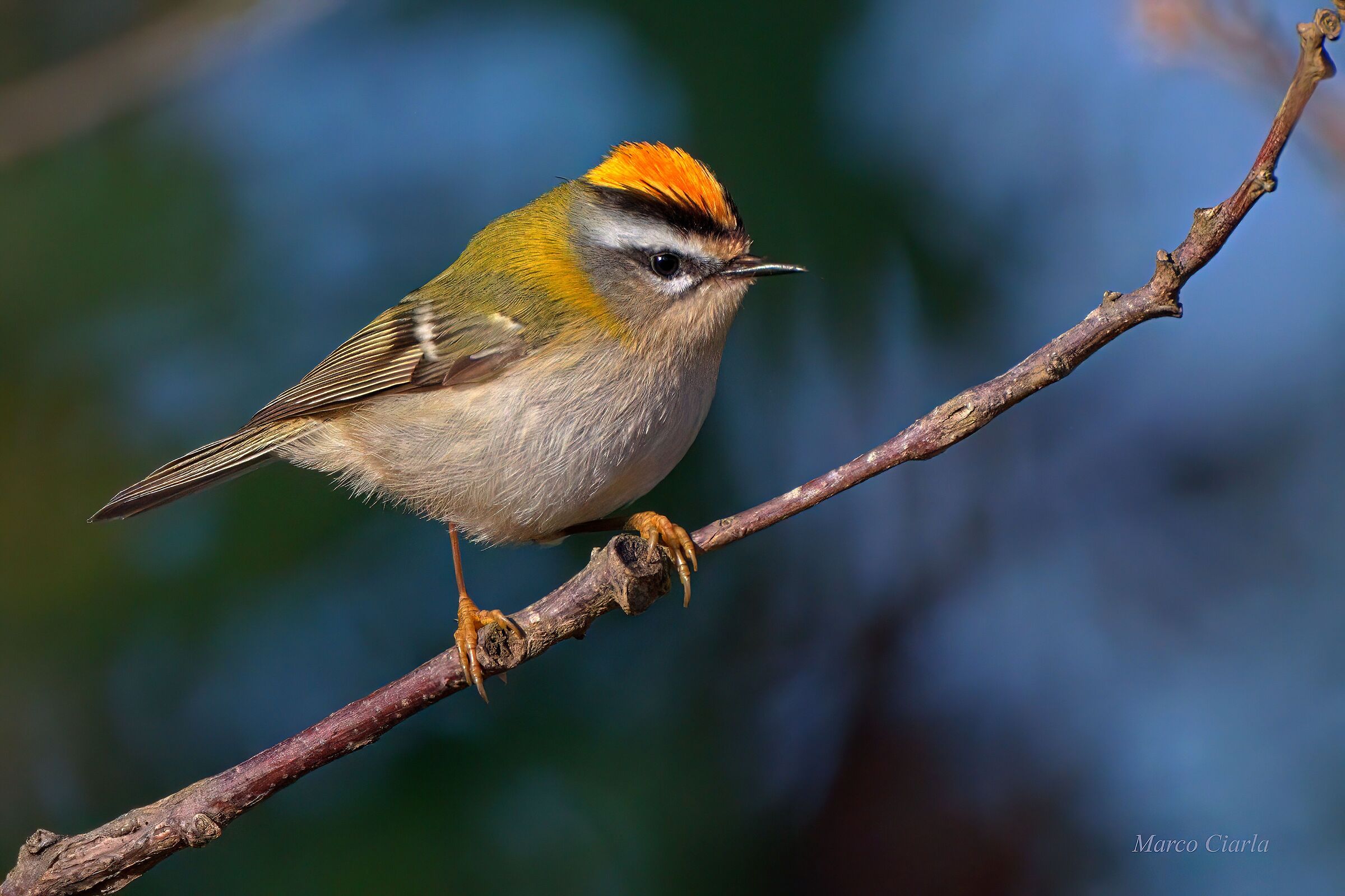 Fiorrancino (Regulus ignicapilla)