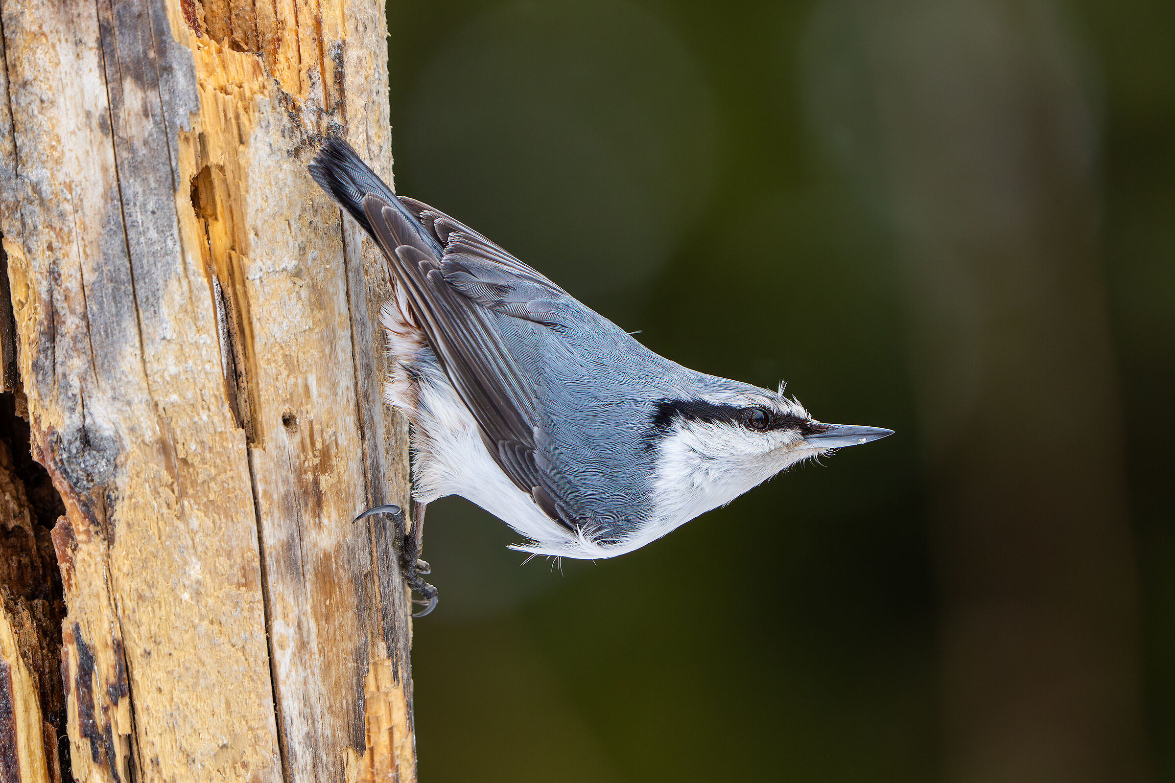 Nuthatch