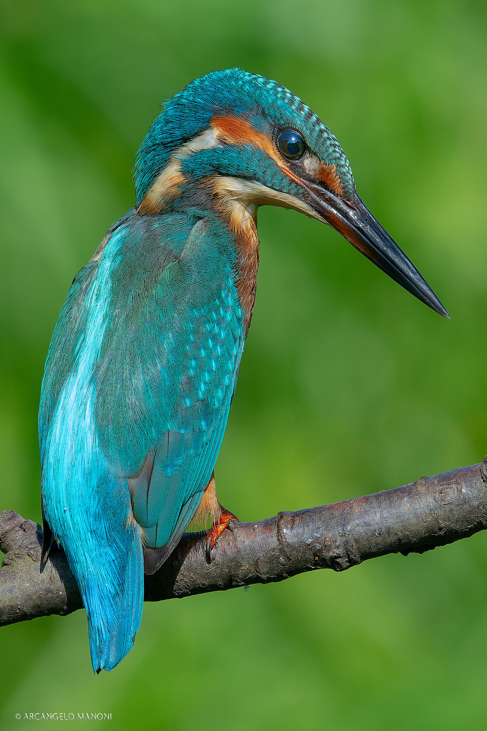 Il signore del fiume