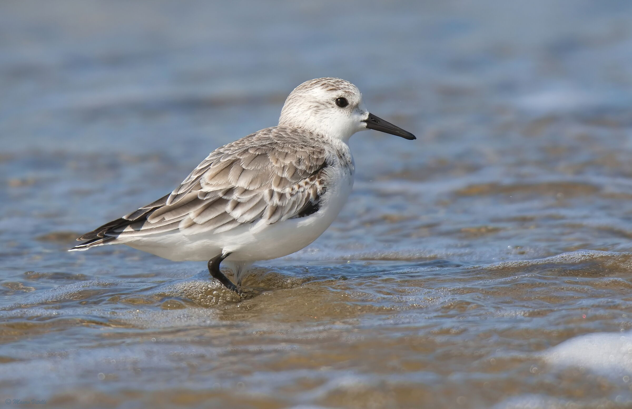Three-toed Sandpiper (Calidris alba)