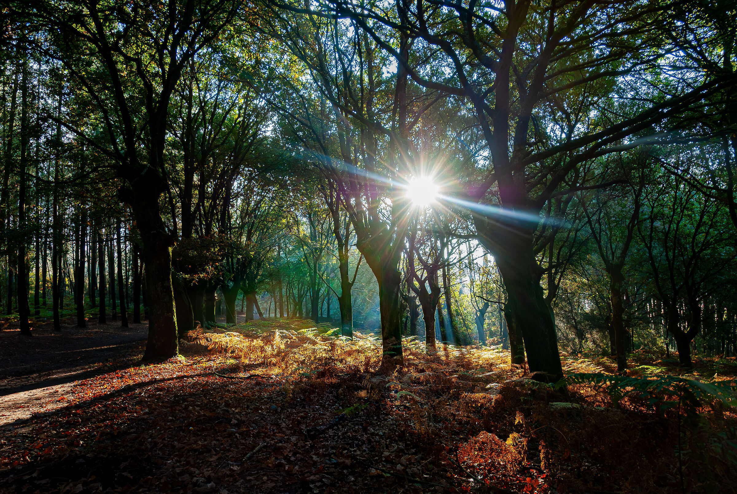 Forest