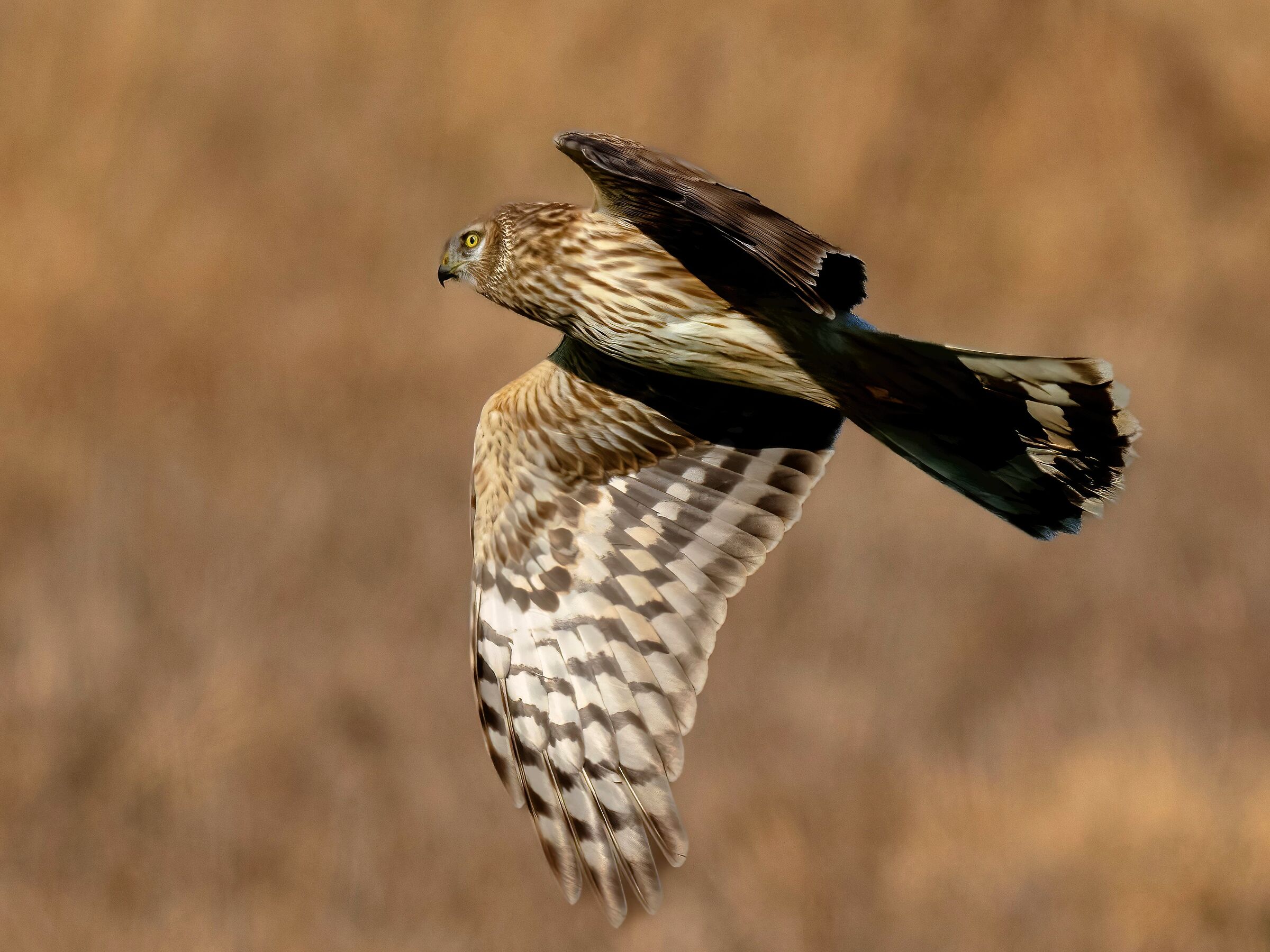 Hen Harrier (Circus cyaneus) female