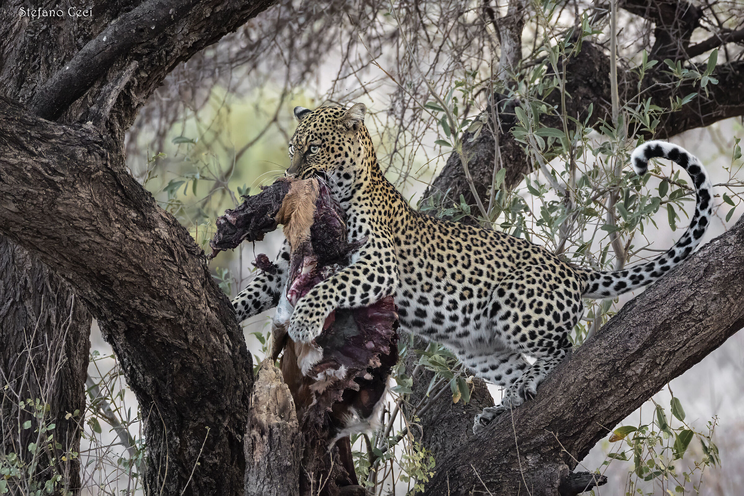 Leopard with prey