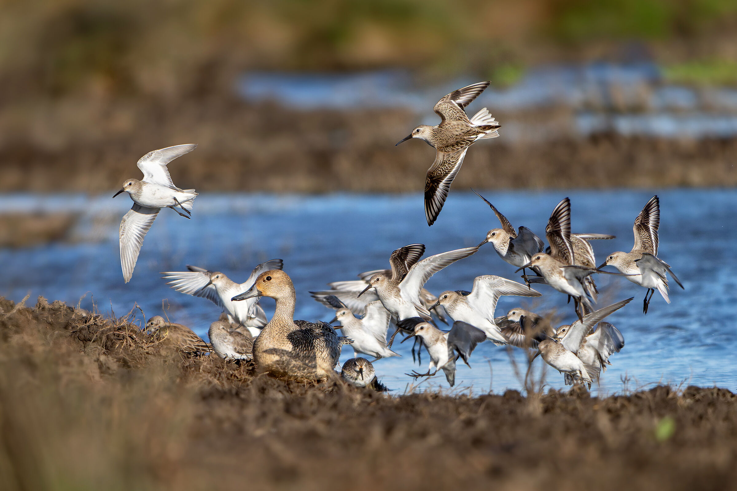 The sandpipers arrive